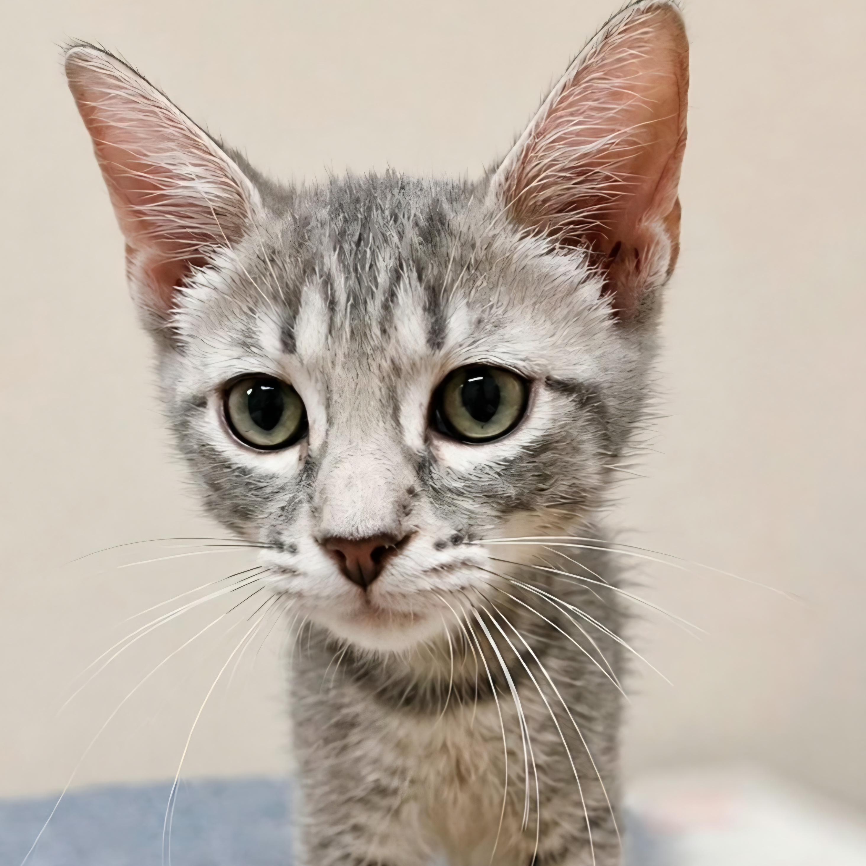 Enlarge Sprite Fizz, a Adoptable Domestic Short Hair in Phoenix , AZ image 1/2