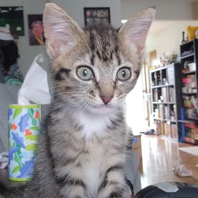Rusty, ADOPTABLE, Kitten Male Domestic Short Hair & Tabby.