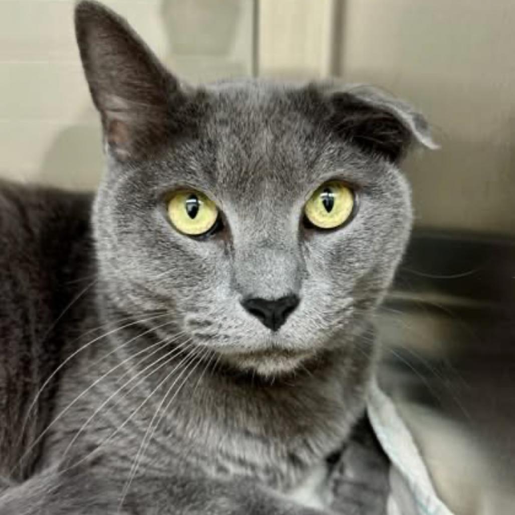 Hallow's Eve, Adoptable, Senior Female Domestic Short Hair.
