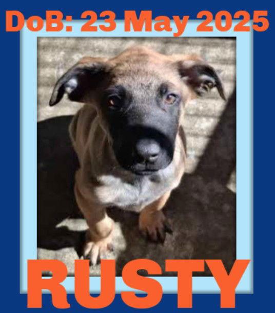 RUSTY, Adoptable, Young Male Terrier.