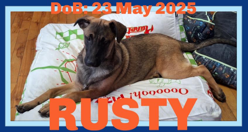 RUSTY, Adoptable, Young Male Terrier.