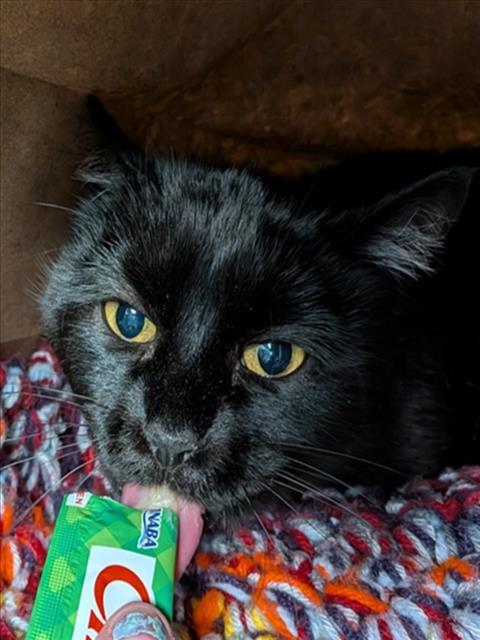 KURO, Adoptable, Adult Female Domestic Short Hair.