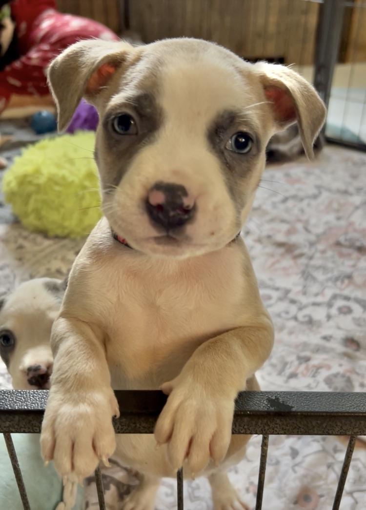 Enlarge The BBQ Puppies , a ADOPTABLE American Bully in Sammamish, WA image 4/6