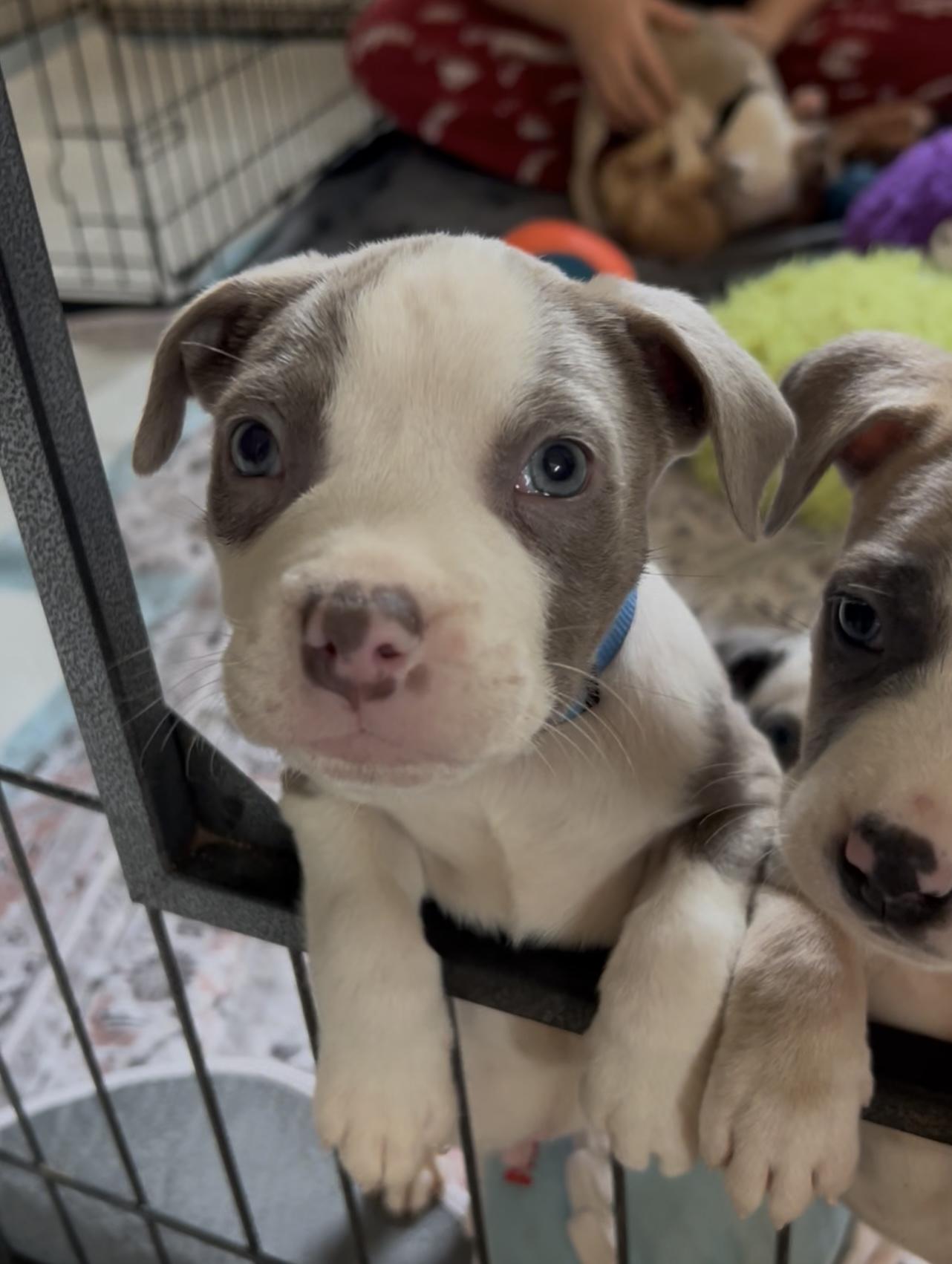 Enlarge The BBQ Puppies , a ADOPTABLE American Bully in Sammamish, WA image 5/6