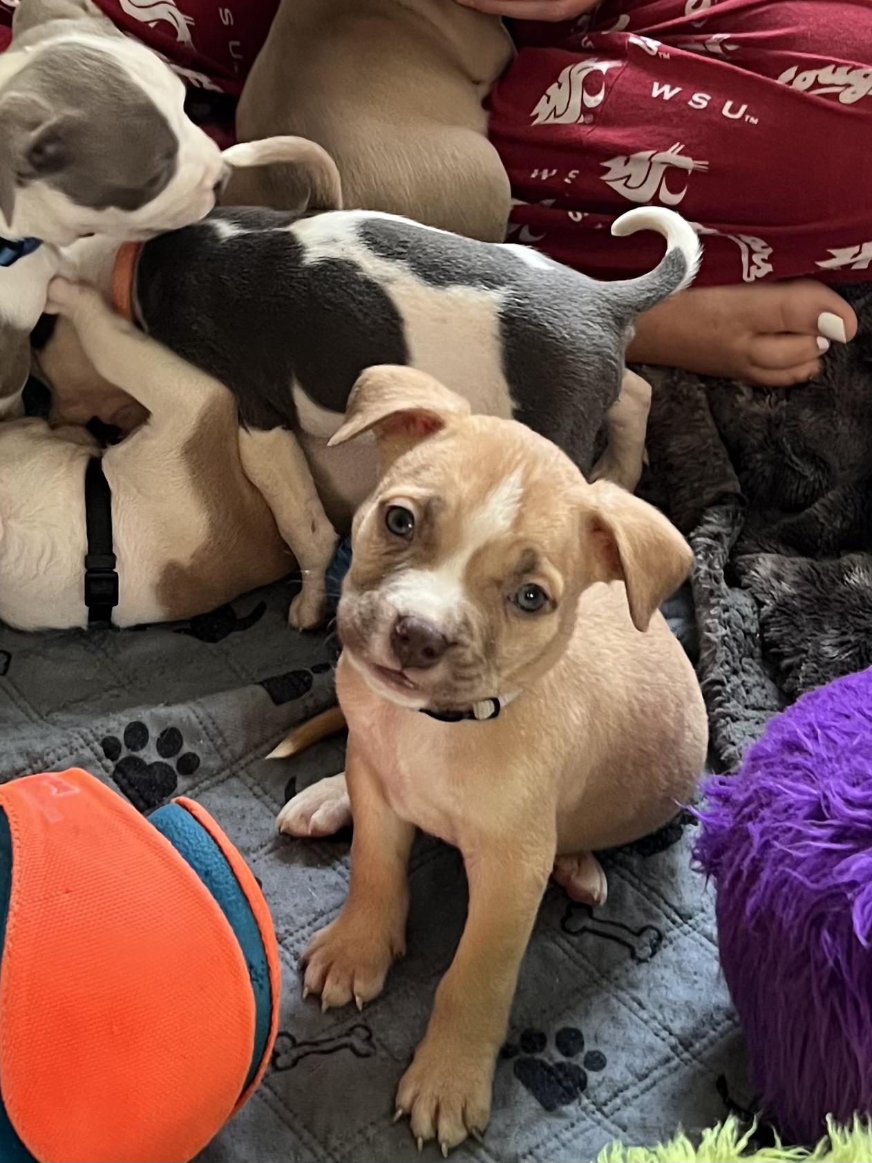 Enlarge The BBQ Puppies , a ADOPTABLE American Bully in Sammamish, WA image 6/6