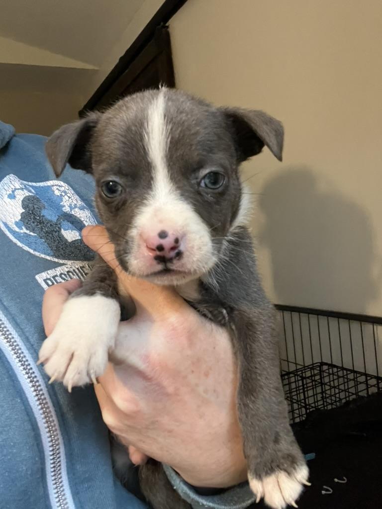 Enlarge The BBQ Puppies , a ADOPTABLE American Bully in Sammamish, WA image 2/6