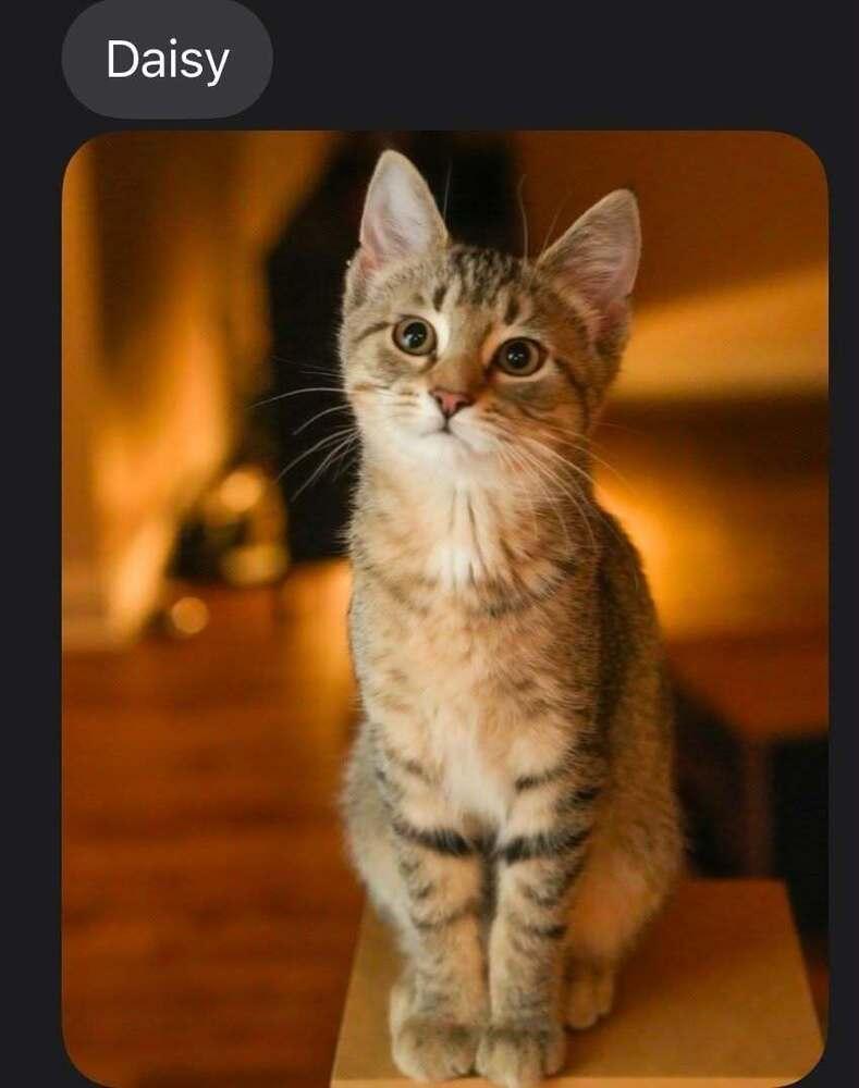 Daisy, Adoptable, Kitten Female Domestic Short Hair.