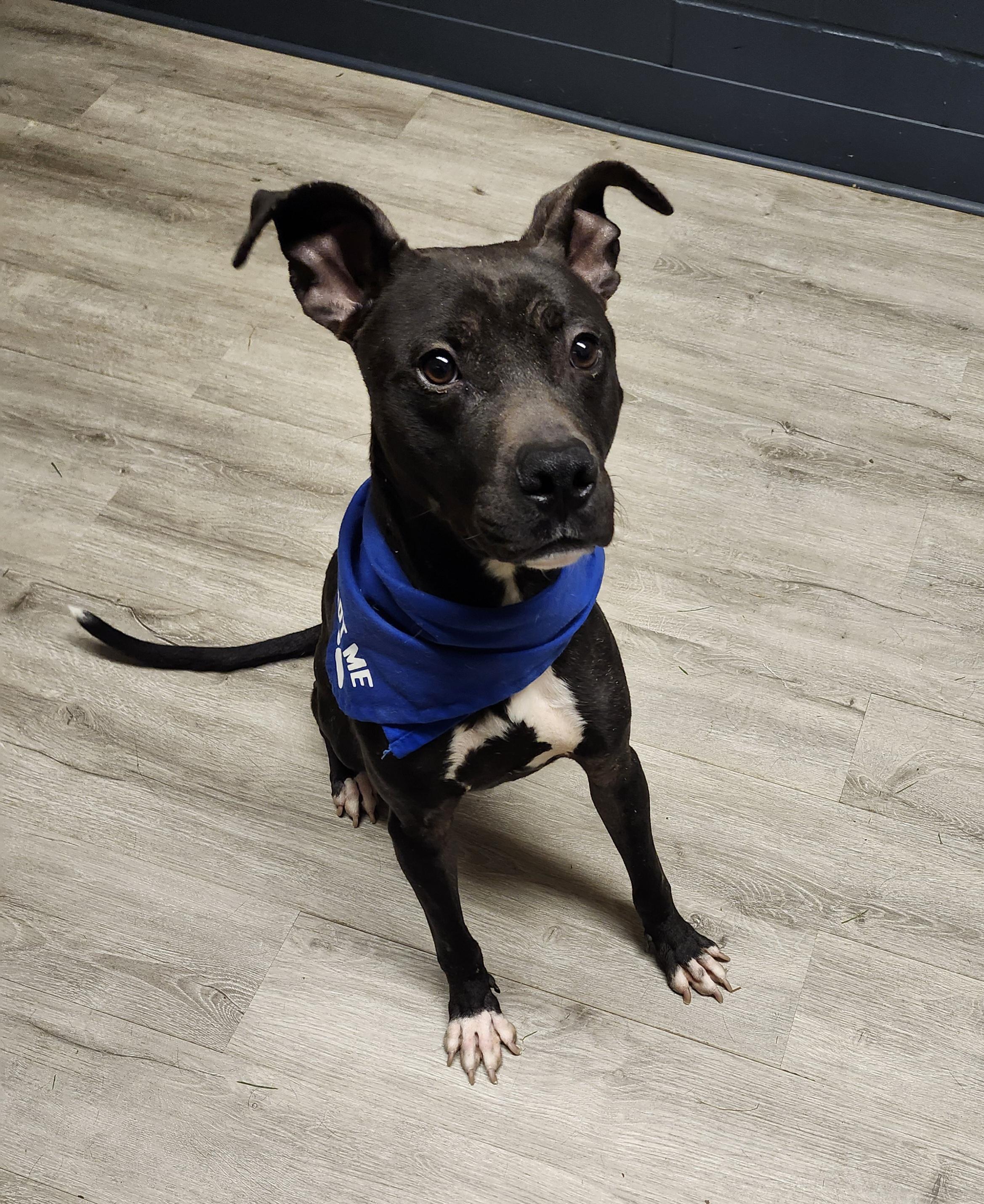 Billy Bones Thorton, Adoptable, Adult Male Pit Bull Terrier.