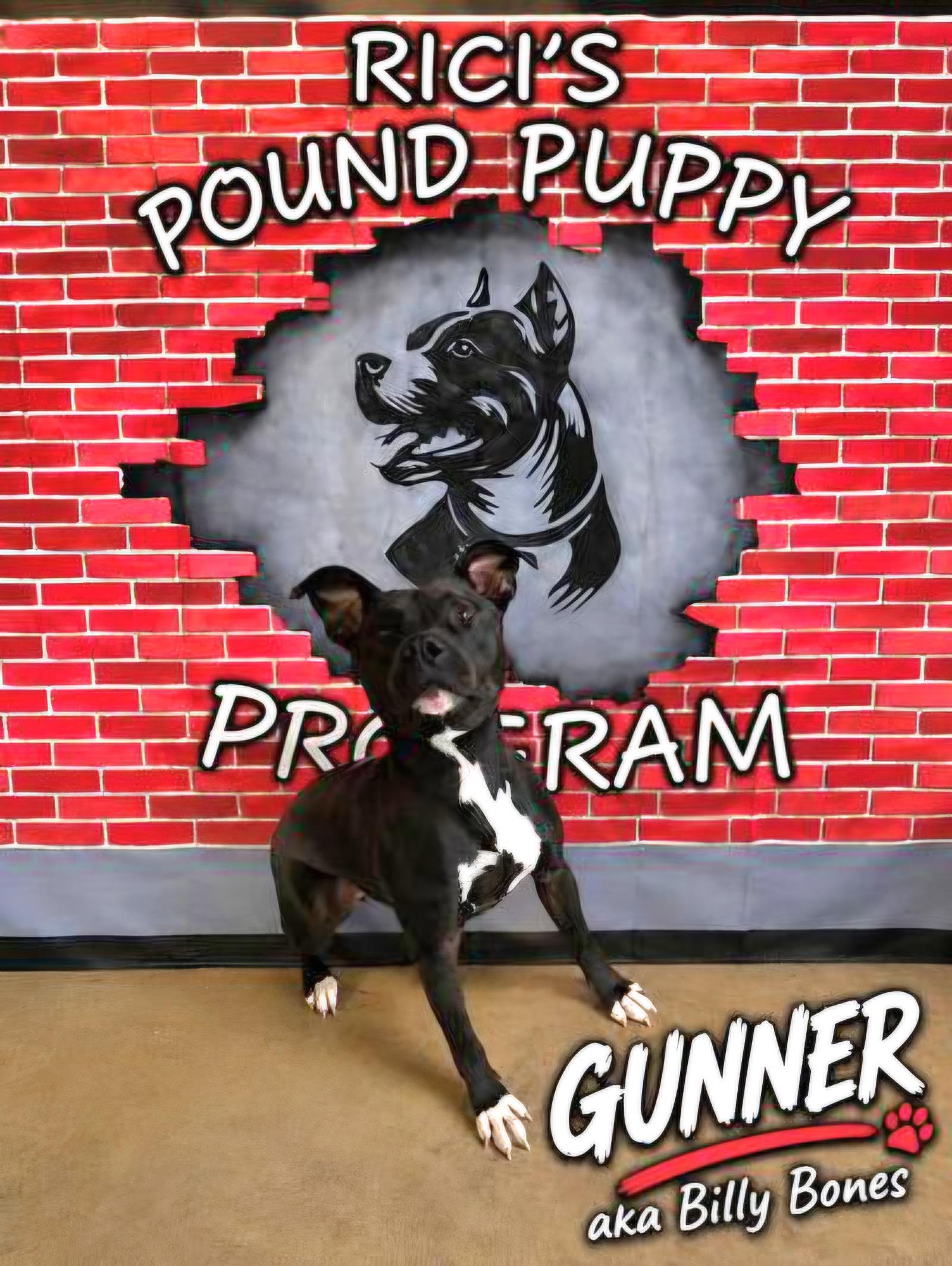 Billy Bones Thorton **REDUCED ADOPT FEE/PRISON PROGRAM**, adoptable, Adult Male Pit Bull Terrier.