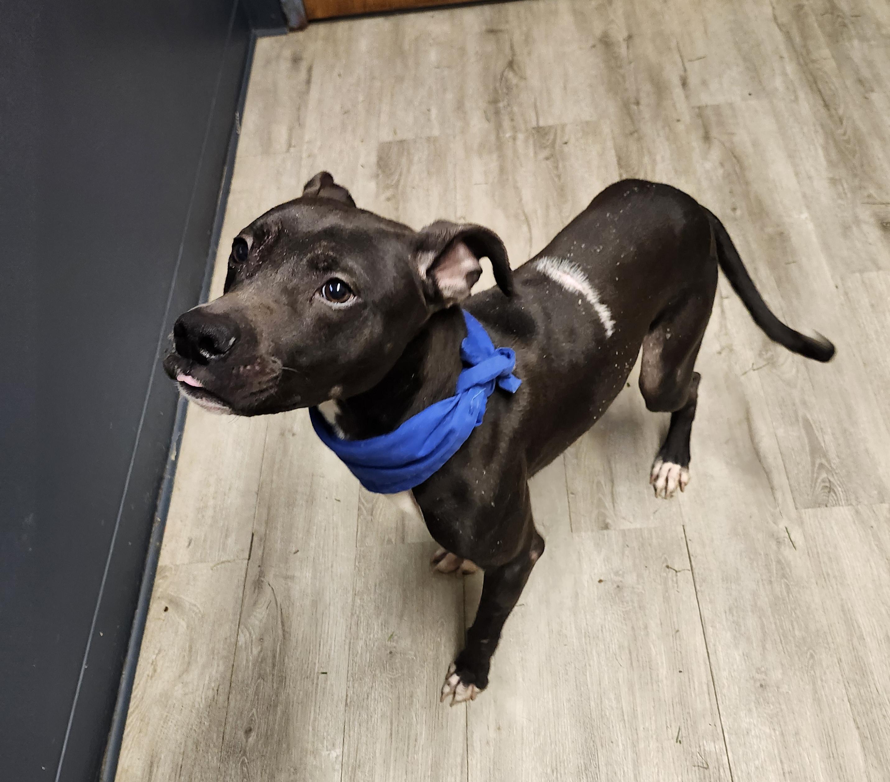 Billy Bones Thorton, a Adoptable mixed breed in Mansfield, OH image 2/5