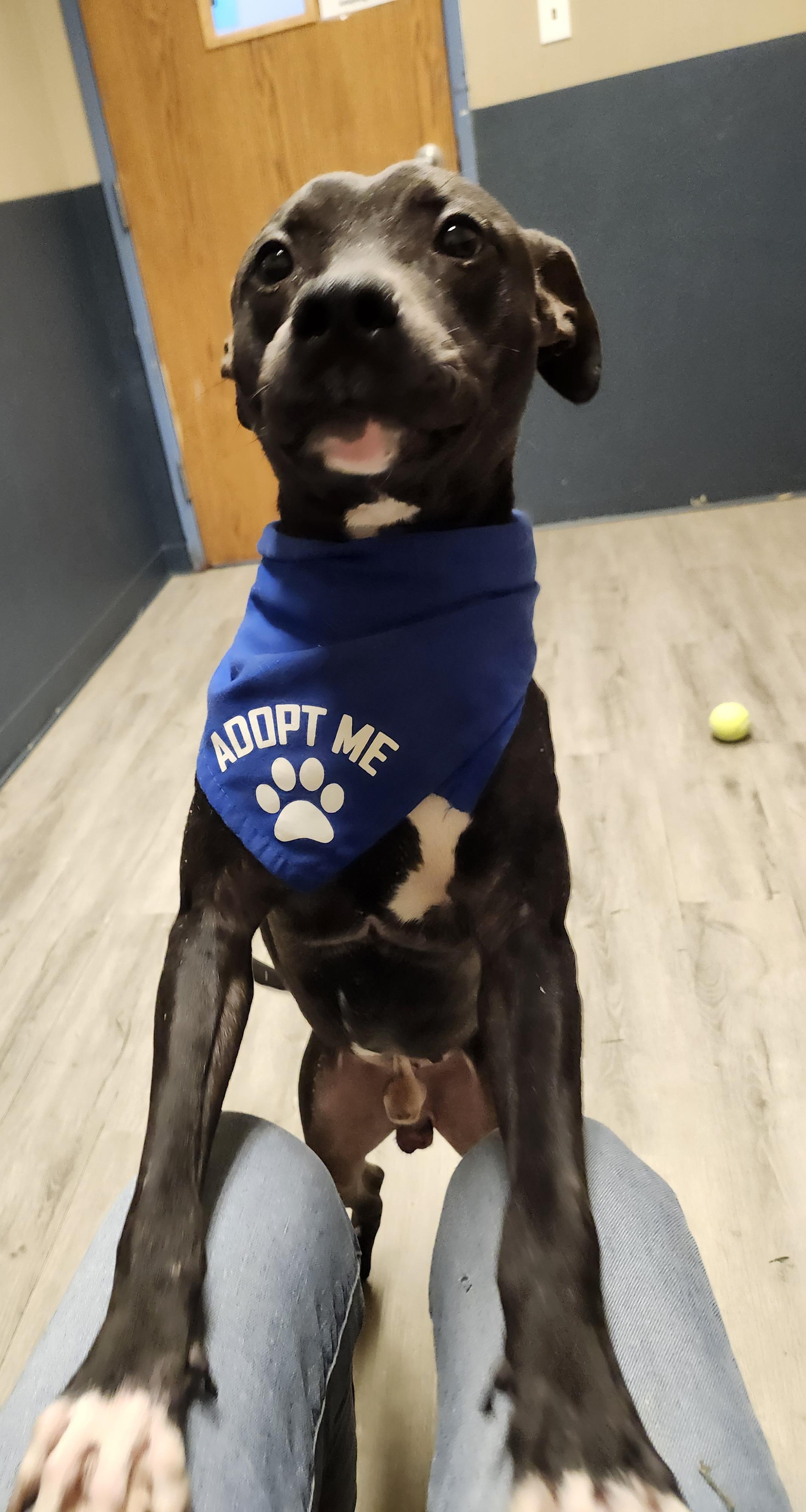 Billy Bones Thorton, a Adoptable mixed breed in Mansfield, OH image 3/5