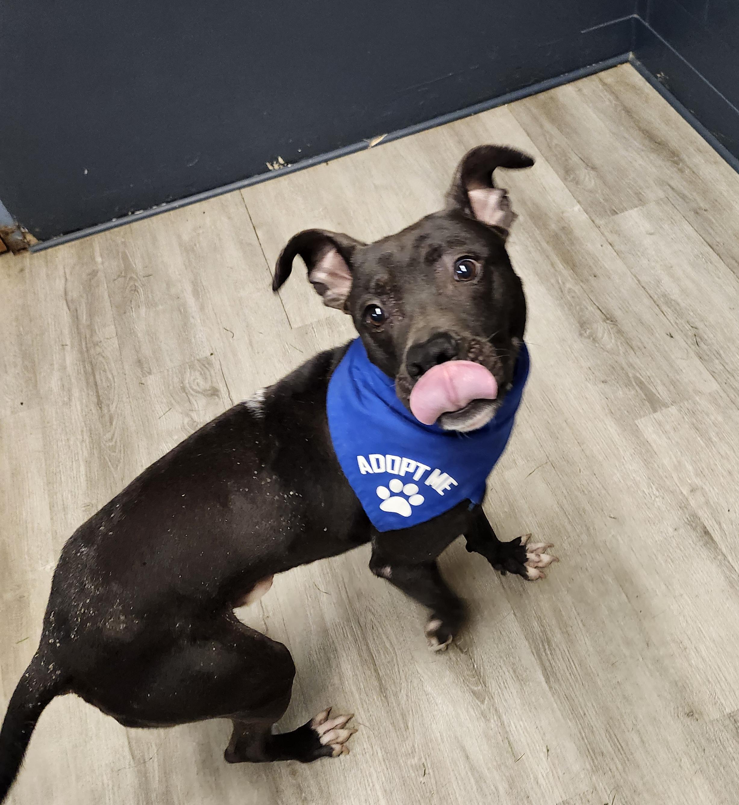 Billy Bones Thorton, a Adoptable mixed breed in Mansfield, OH image 4/5