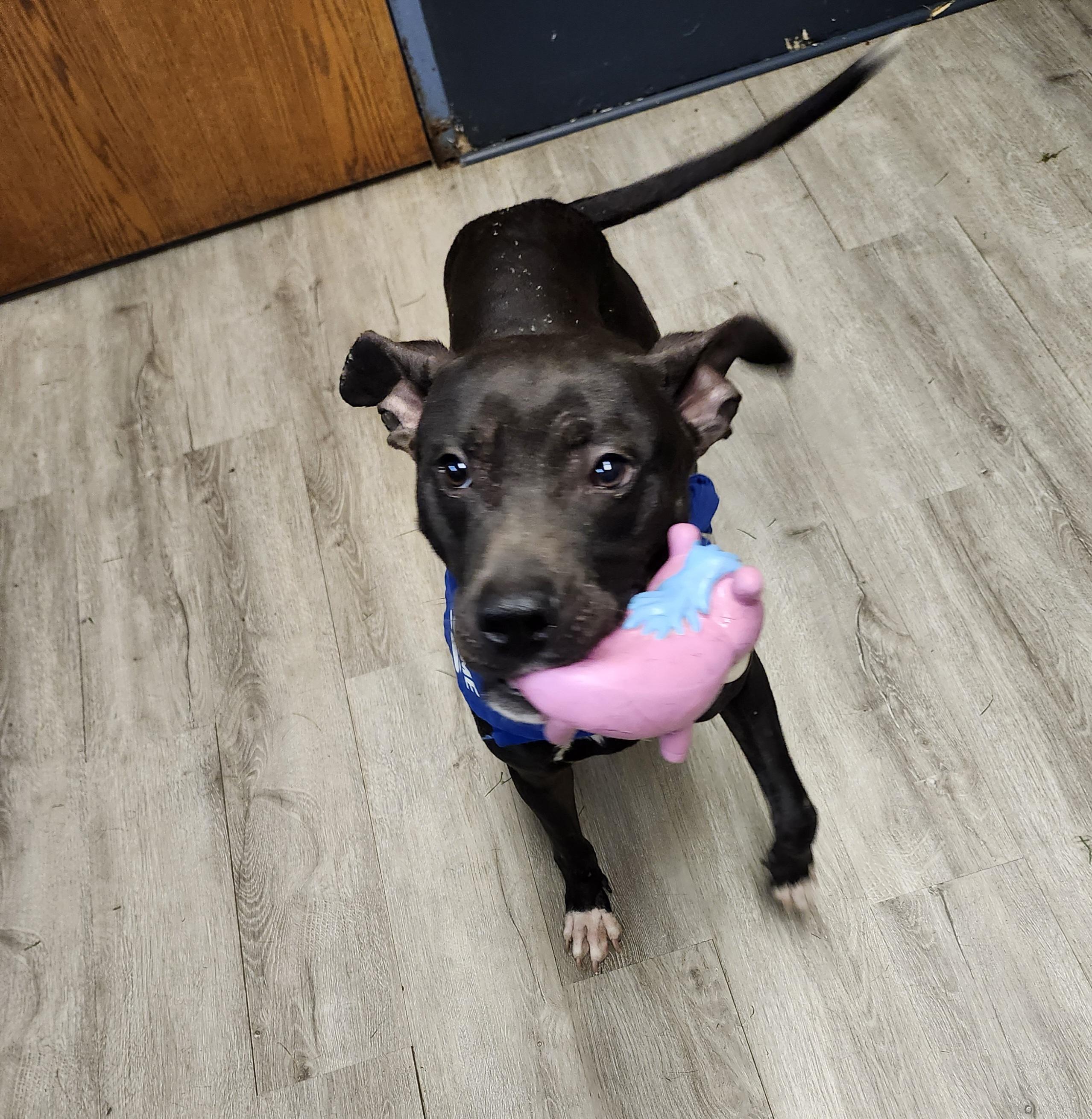 Billy Bones Thorton, Adoptable, Adult Male Pit Bull Terrier.