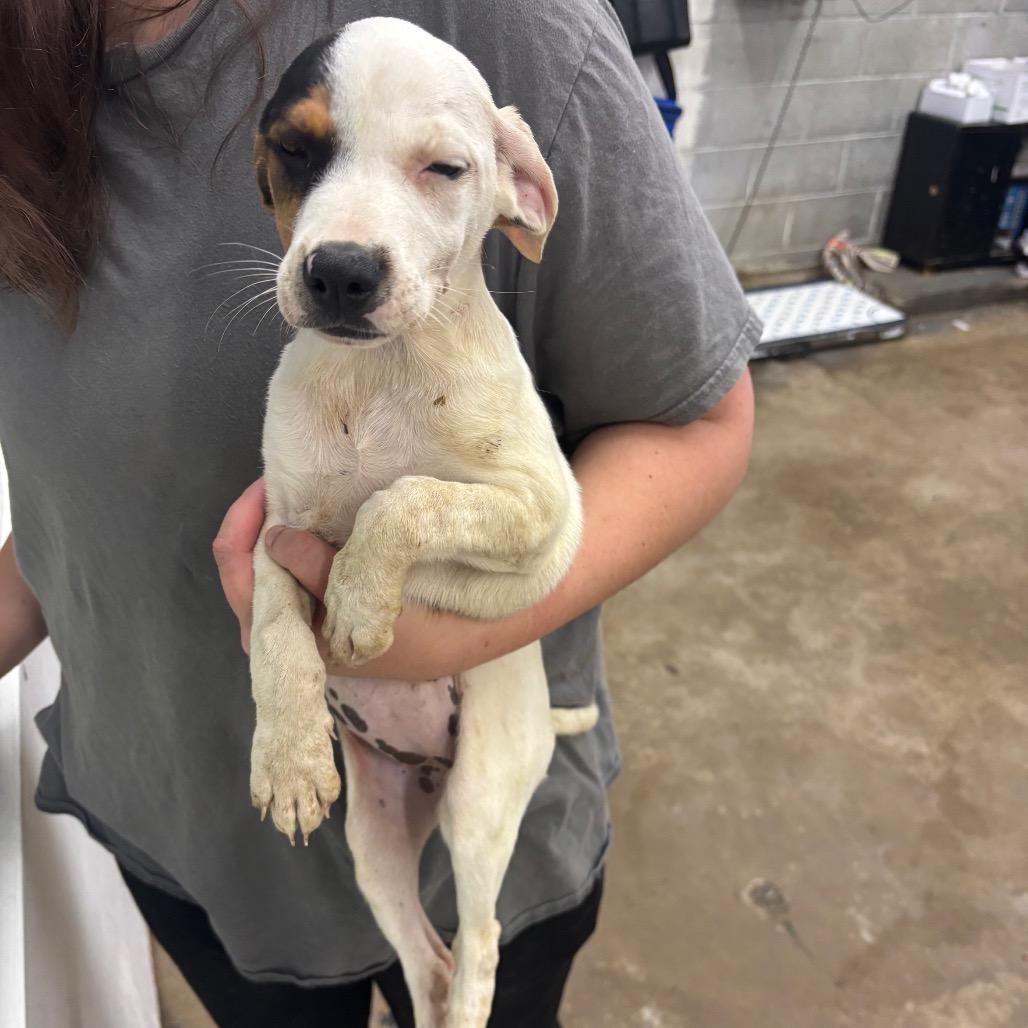 Enlarge Tianna, a Adoptable Mixed Breed in Corbin, KY image 2/4