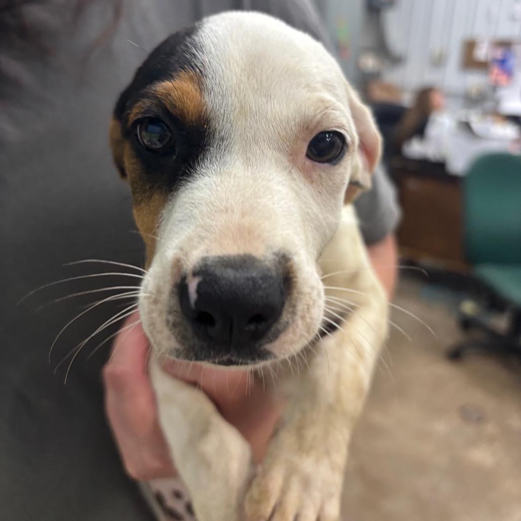 Enlarge Tianna, a Adoptable Mixed Breed in Corbin, KY image 3/4