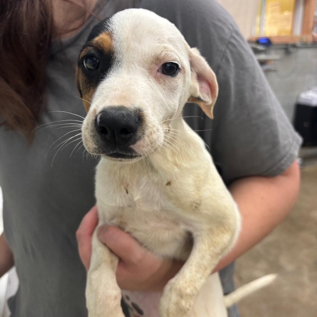 Enlarge Tianna, a Adoptable Mixed Breed in Corbin, KY image 4/4