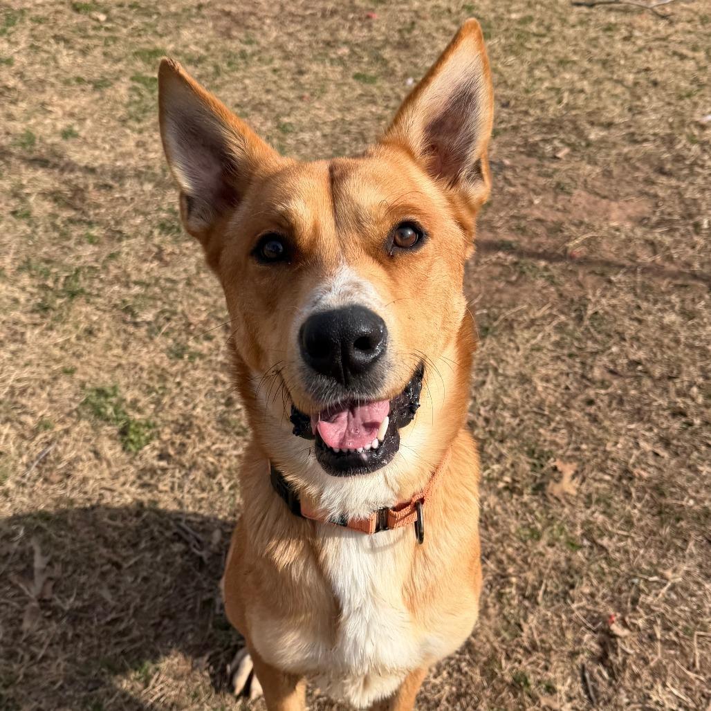 Enlarge Red, a Adoptable Shepherd in Stillwater, OK image 1/3