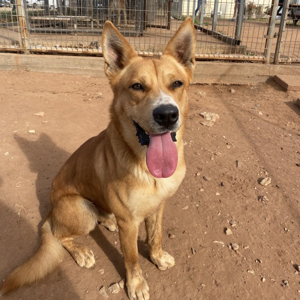 Enlarge Red, a Adoptable Shepherd in Stillwater, OK image 2/3