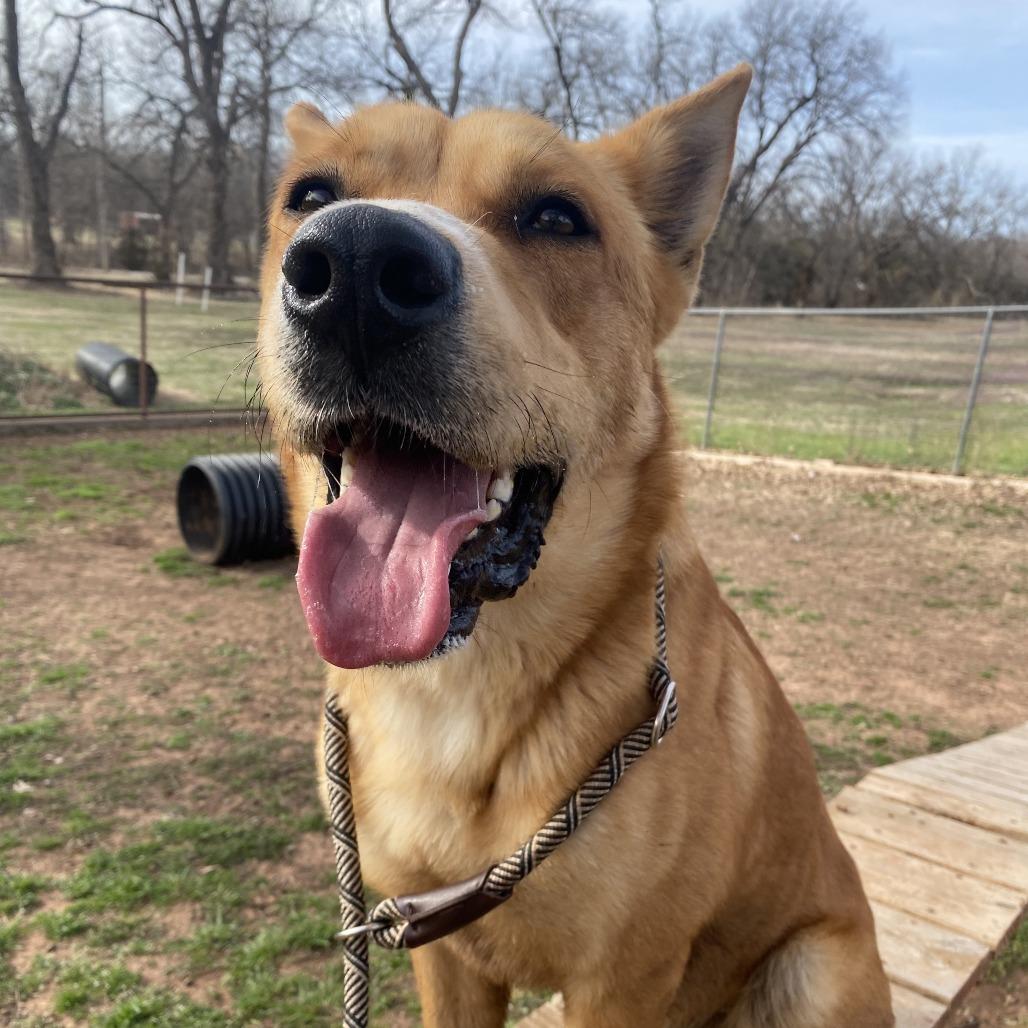 Enlarge Red, a Adoptable Shepherd in Stillwater, OK image 3/3