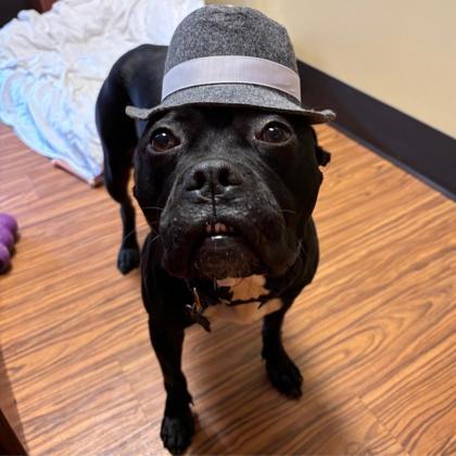 Ava, a Adoptable mixed breed in Merriam, KS image 1/3