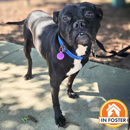 Ava, Adoptable, Adult Female Boxer & Mixed Breed.