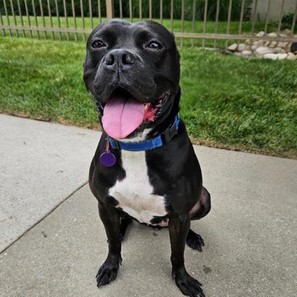 Enlarge Ava, a Adoptable mixed breed in Merriam, KS image 3/3