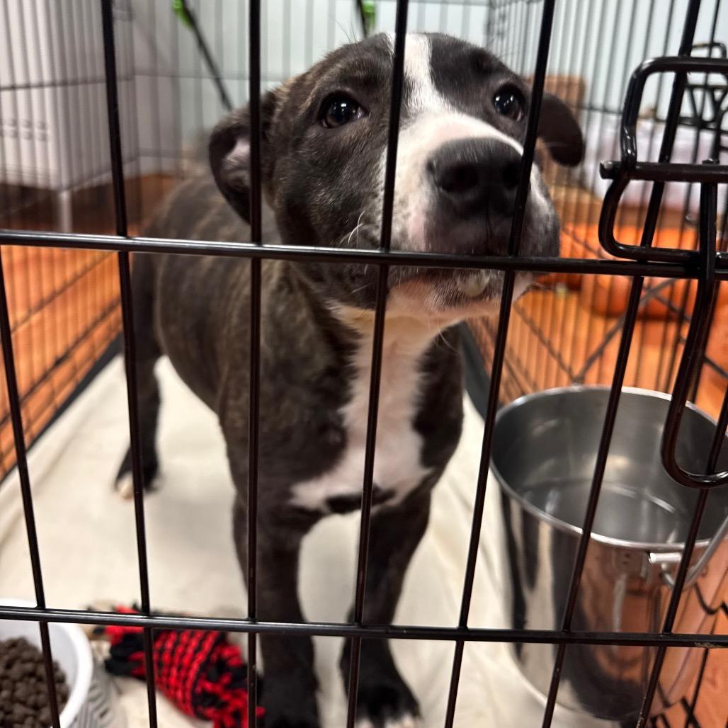 Nala, Adoptable, Puppy Female Boxer & Mixed Breed.