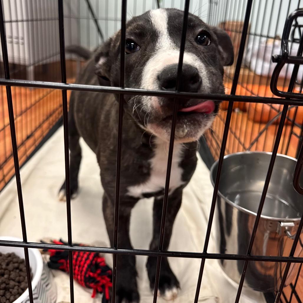 Enlarge Nala, a Adoptable mixed breed in Springboro, OH image 2/3