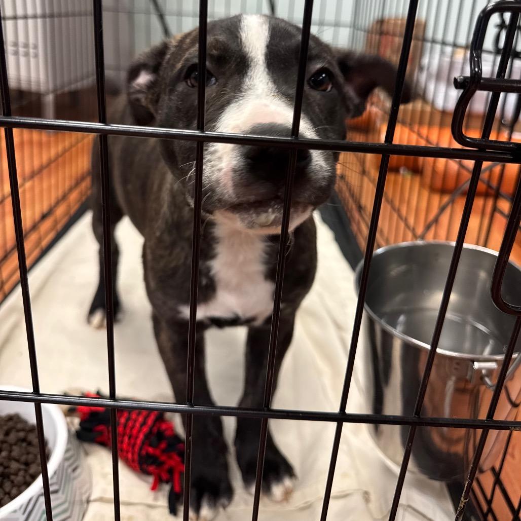 Enlarge Nala, a Adoptable mixed breed in Springboro, OH image 3/3