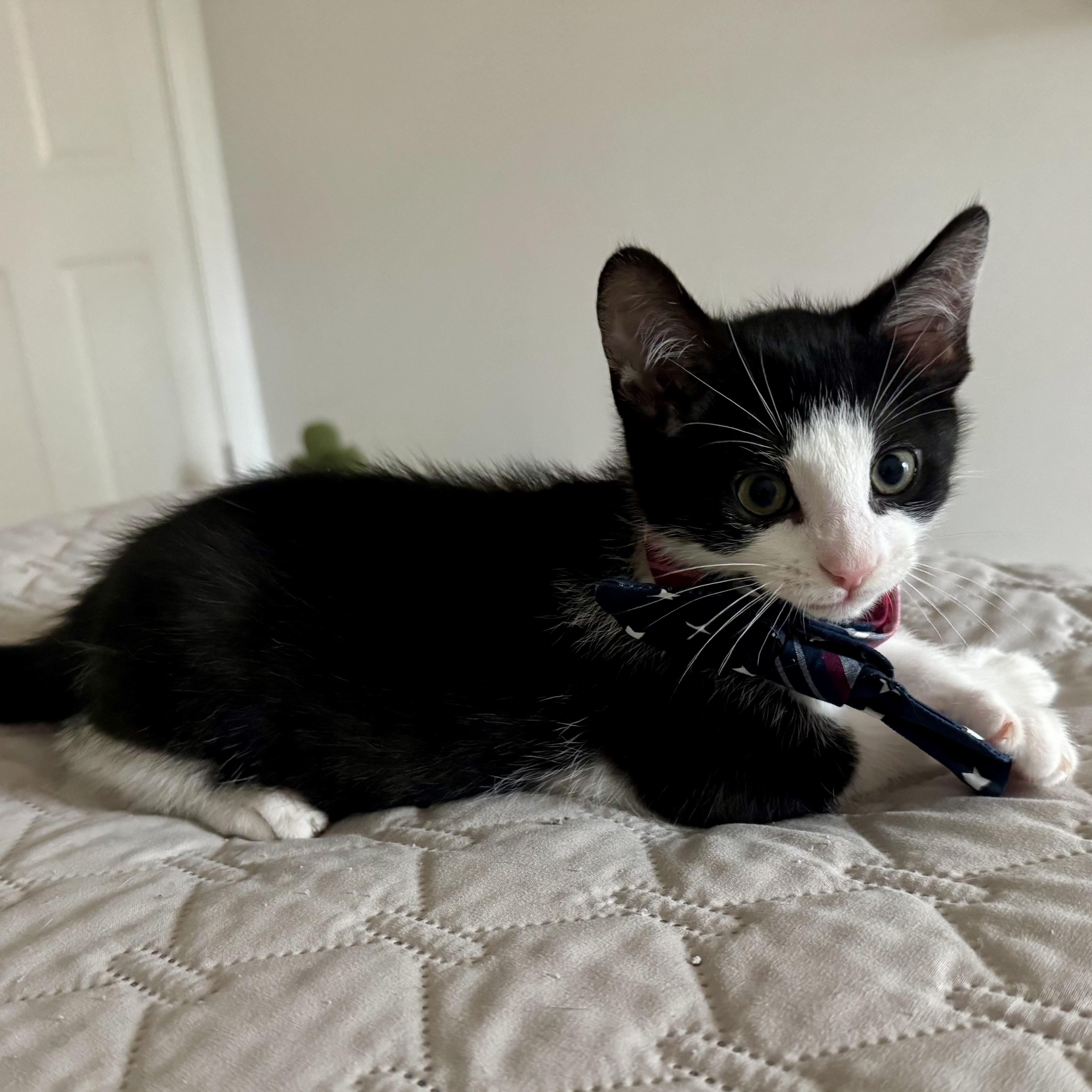 Kahuna, a ADOPTABLE Domestic Short Hair in Memphis, TN image 3/6