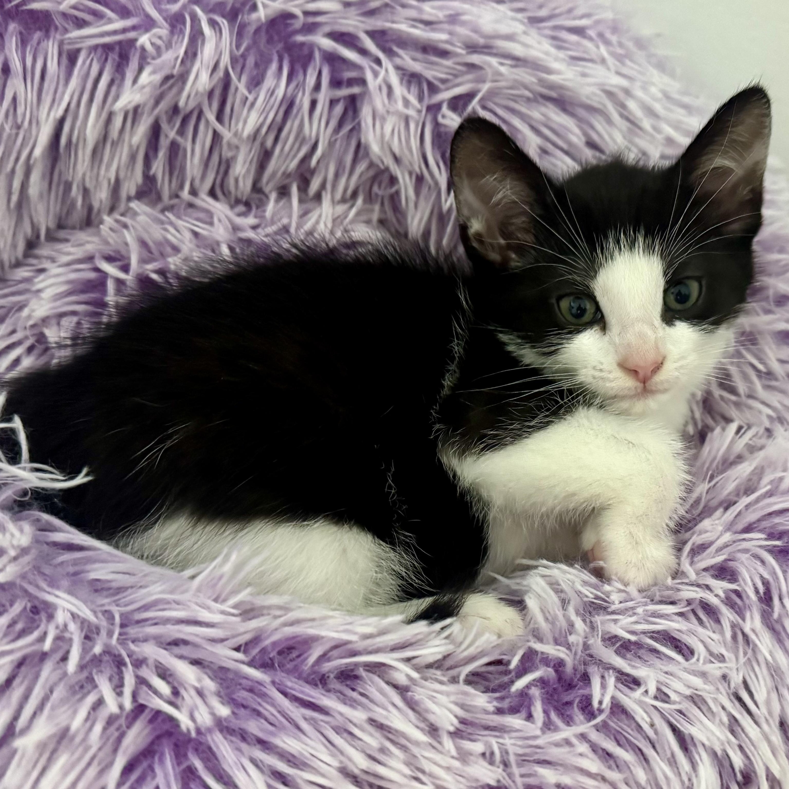 Kahuna, a ADOPTABLE Domestic Short Hair in Memphis, TN image 5/6