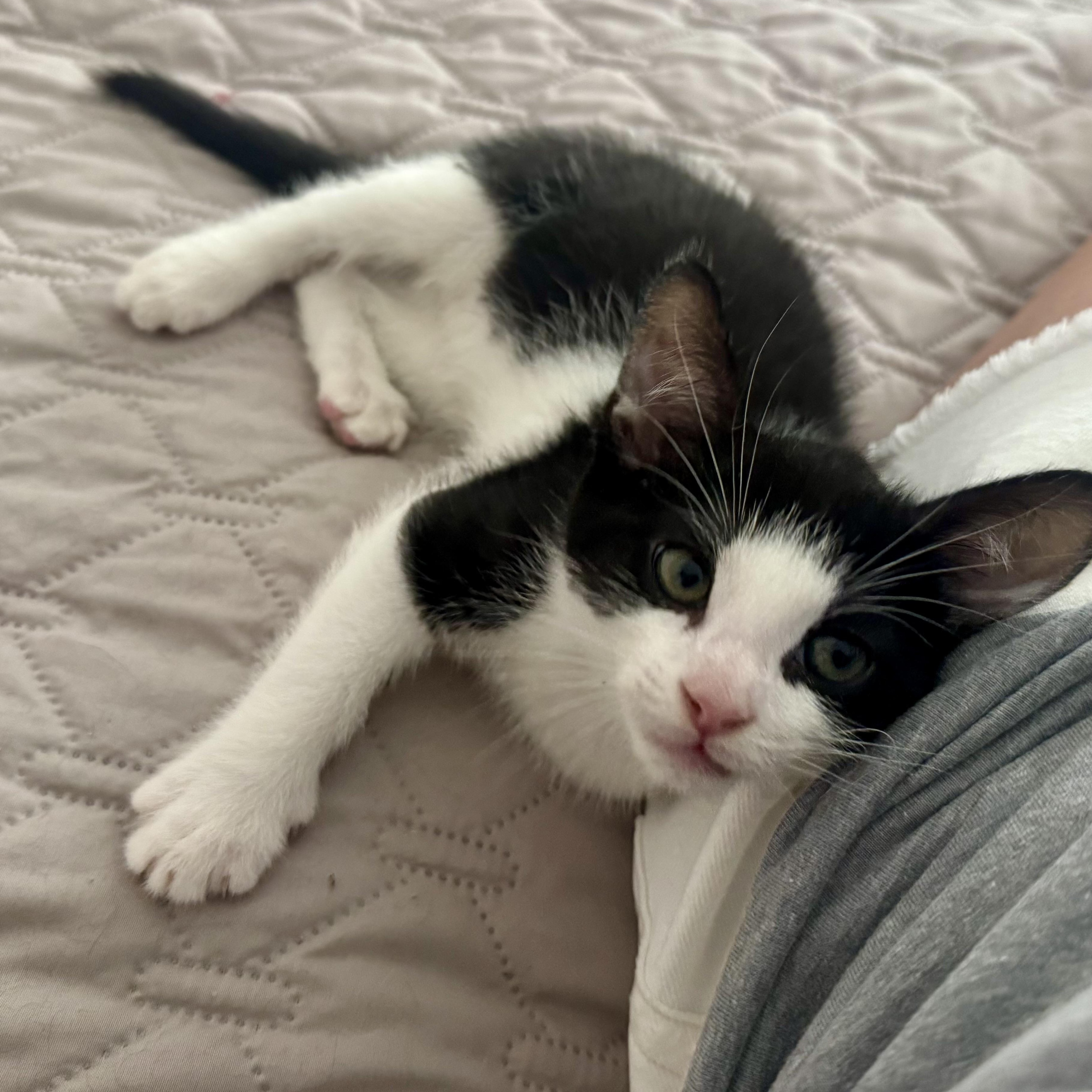 Kahuna, a ADOPTABLE Domestic Short Hair in Memphis, TN image 4/6