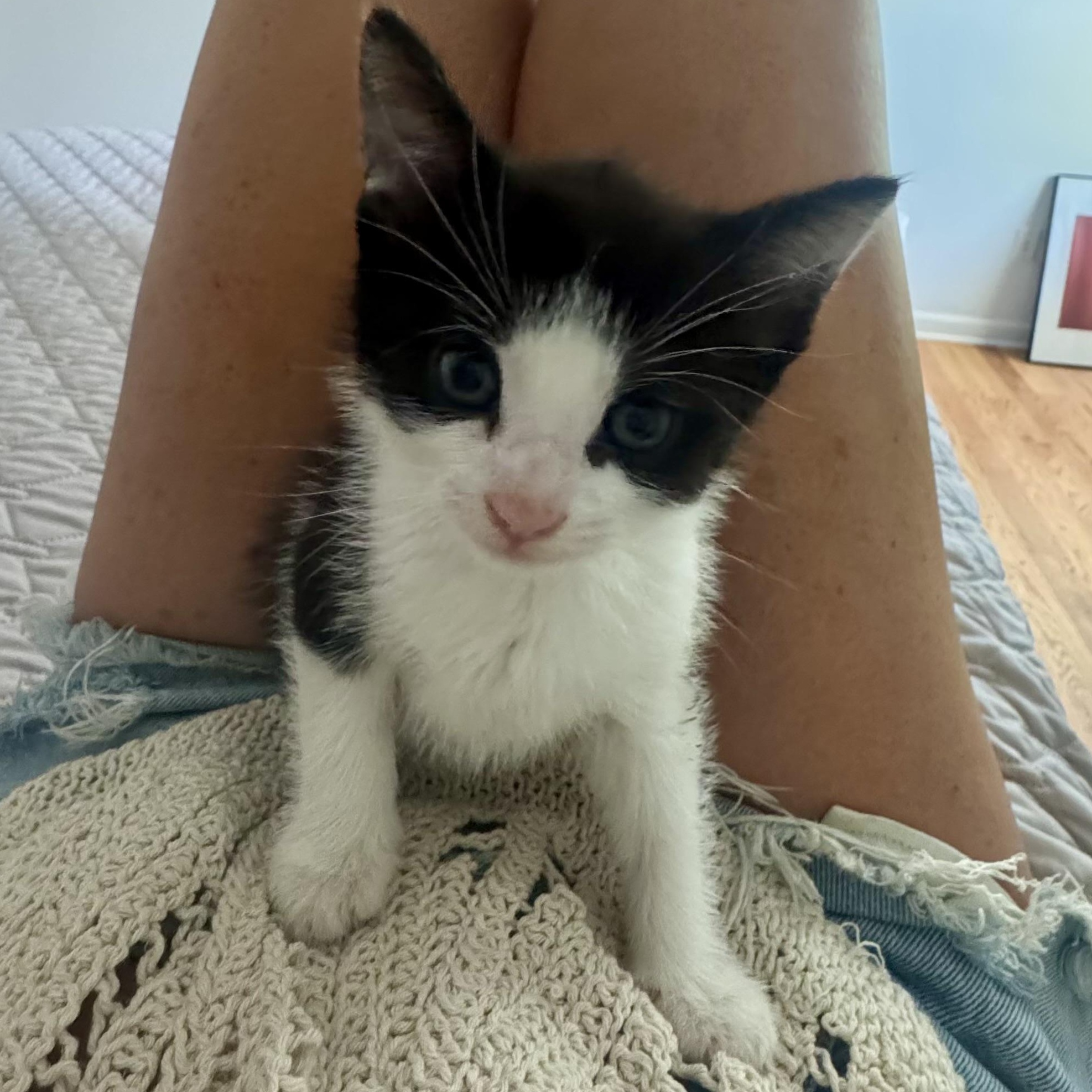 Kahuna, a ADOPTABLE Domestic Short Hair in Memphis, TN image 6/6