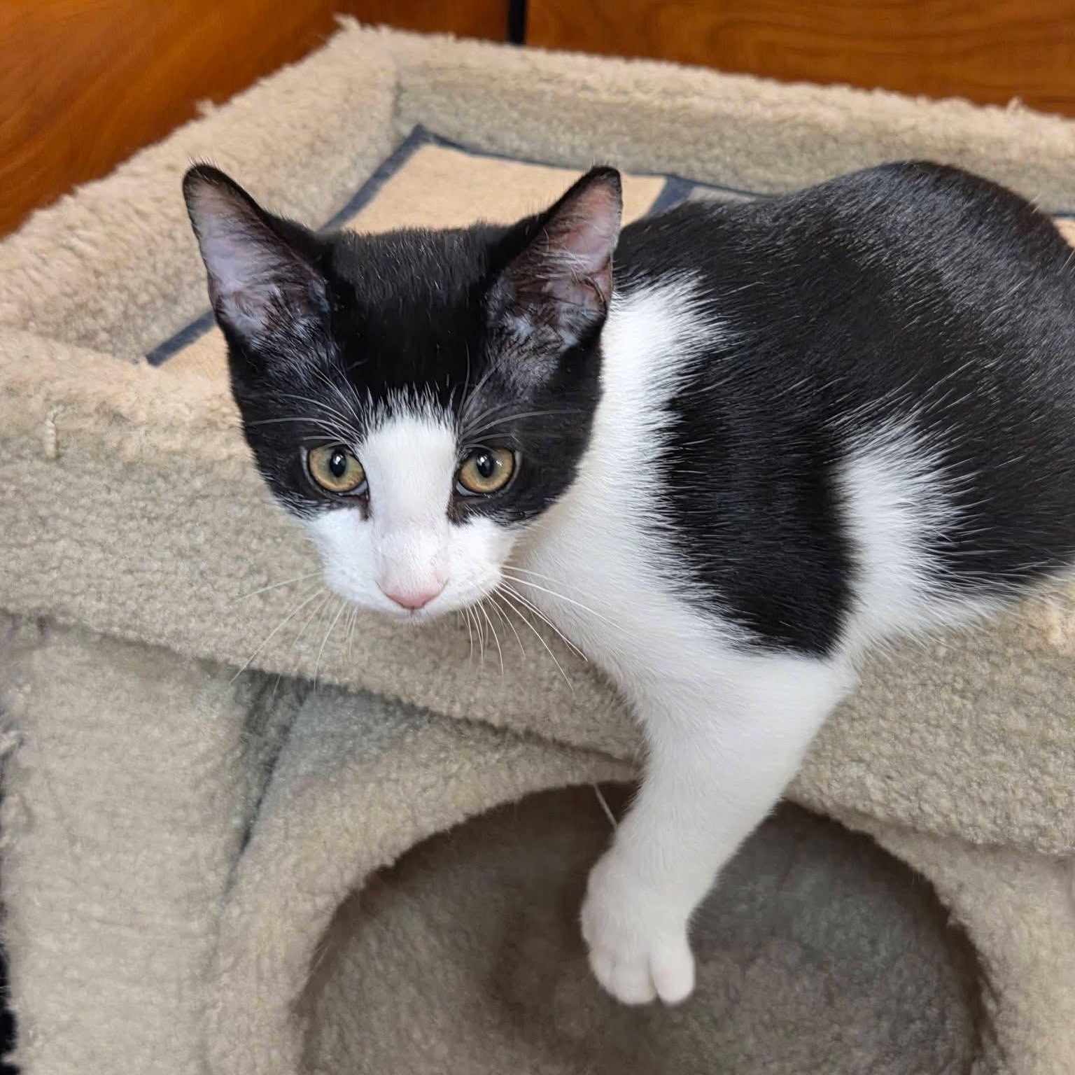Kahuna, ADOPTABLE, Kitten Male Domestic Short Hair.