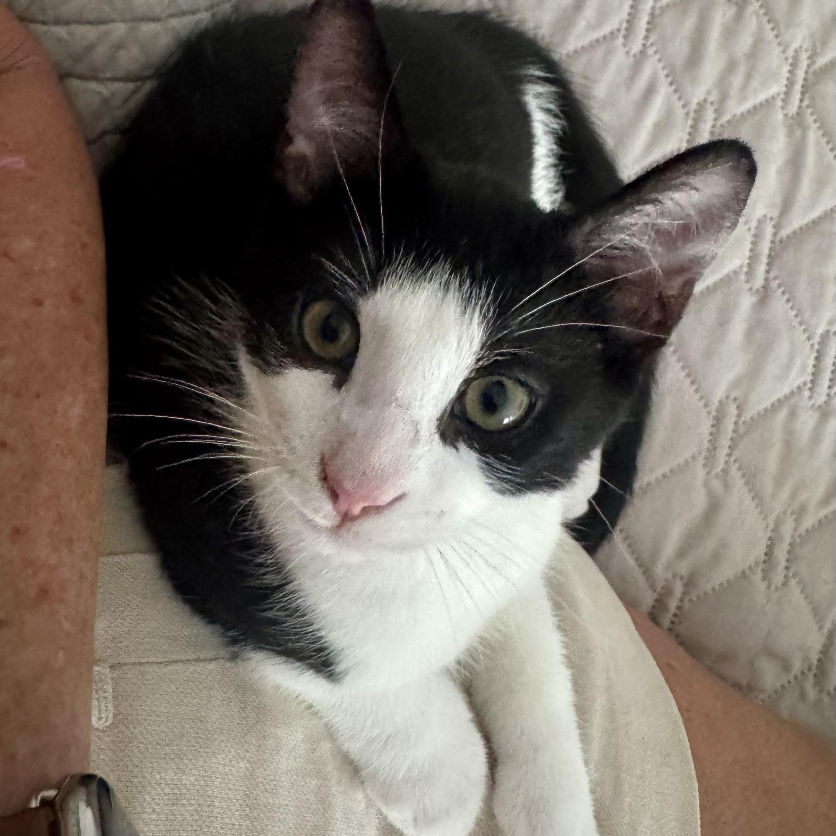 Kahuna, ADOPTABLE, Kitten Male Domestic Short Hair.