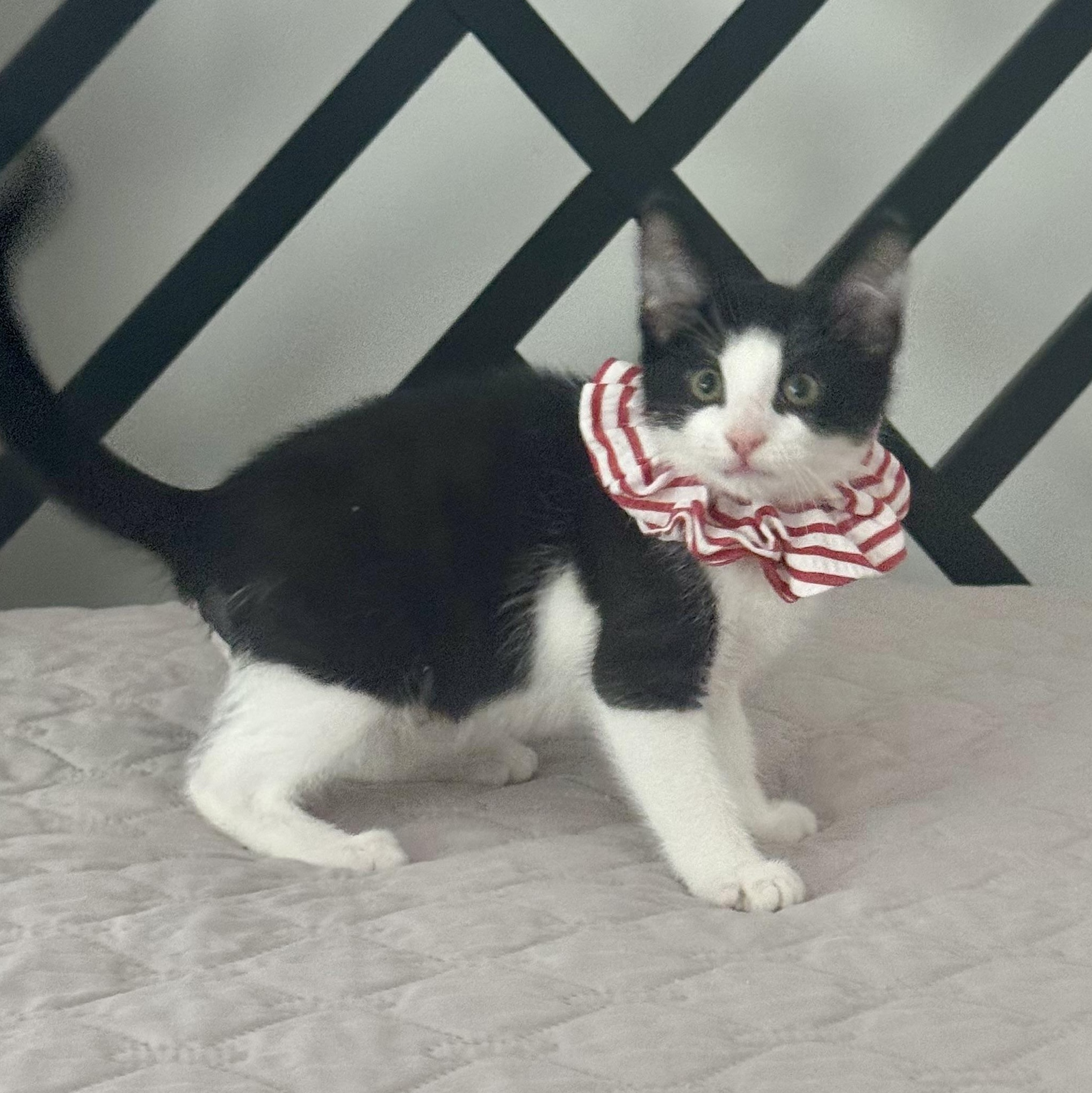Kahuna, a ADOPTABLE Domestic Short Hair in Memphis, TN image 2/6
