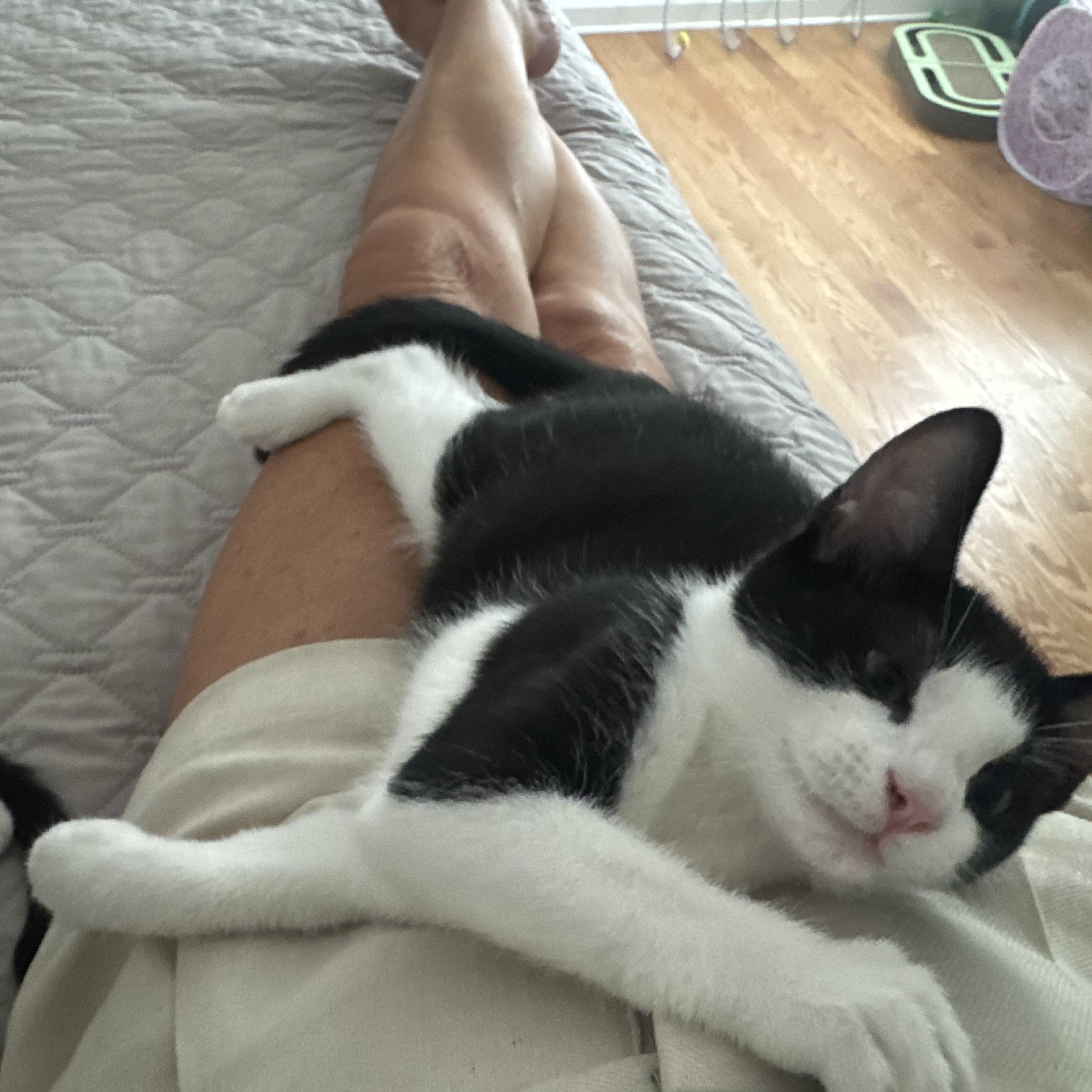 Enlarge Kahuna, a ADOPTABLE Domestic Short Hair in Memphis, TN image 2/6