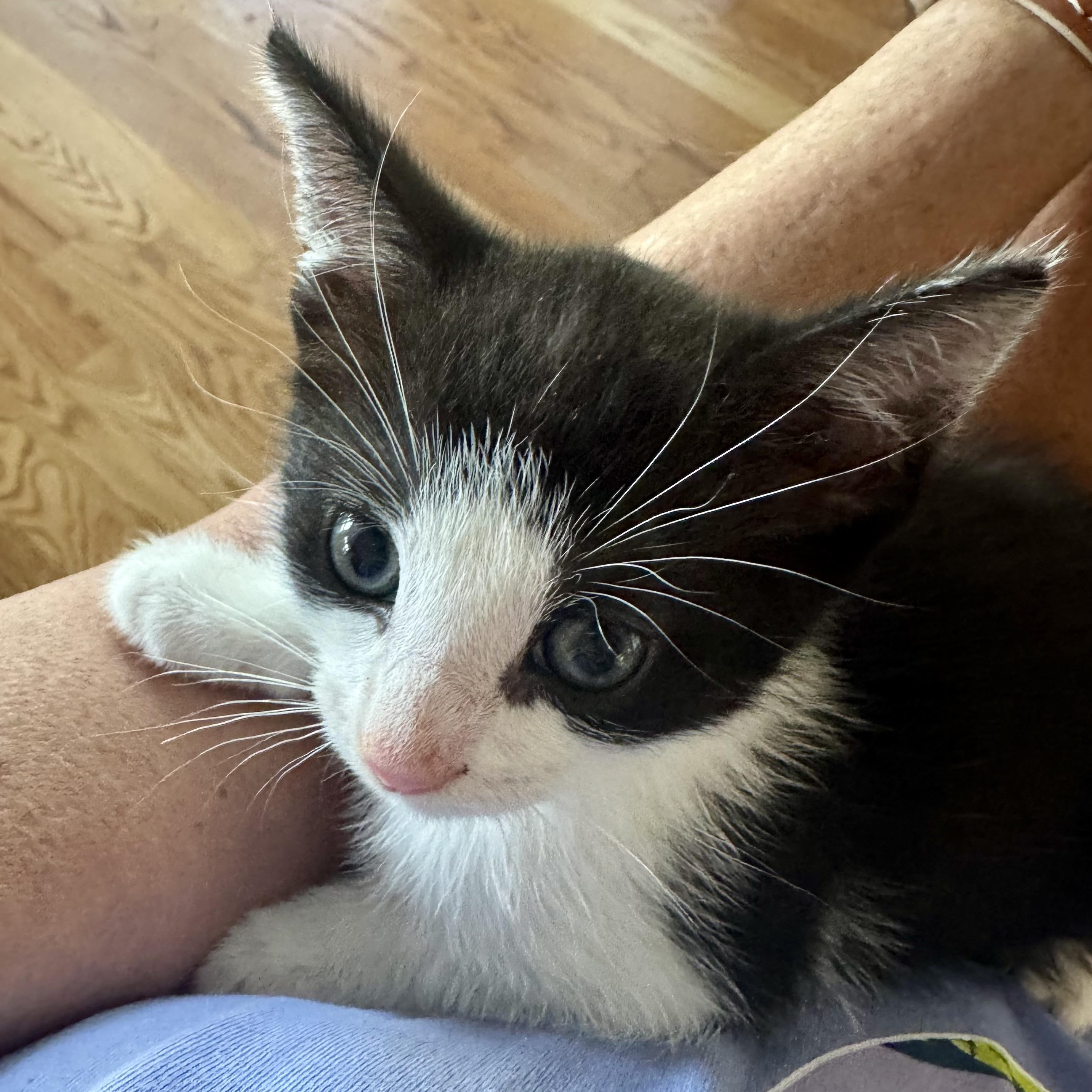Kahuna, ADOPTABLE, Kitten Male Domestic Short Hair.
