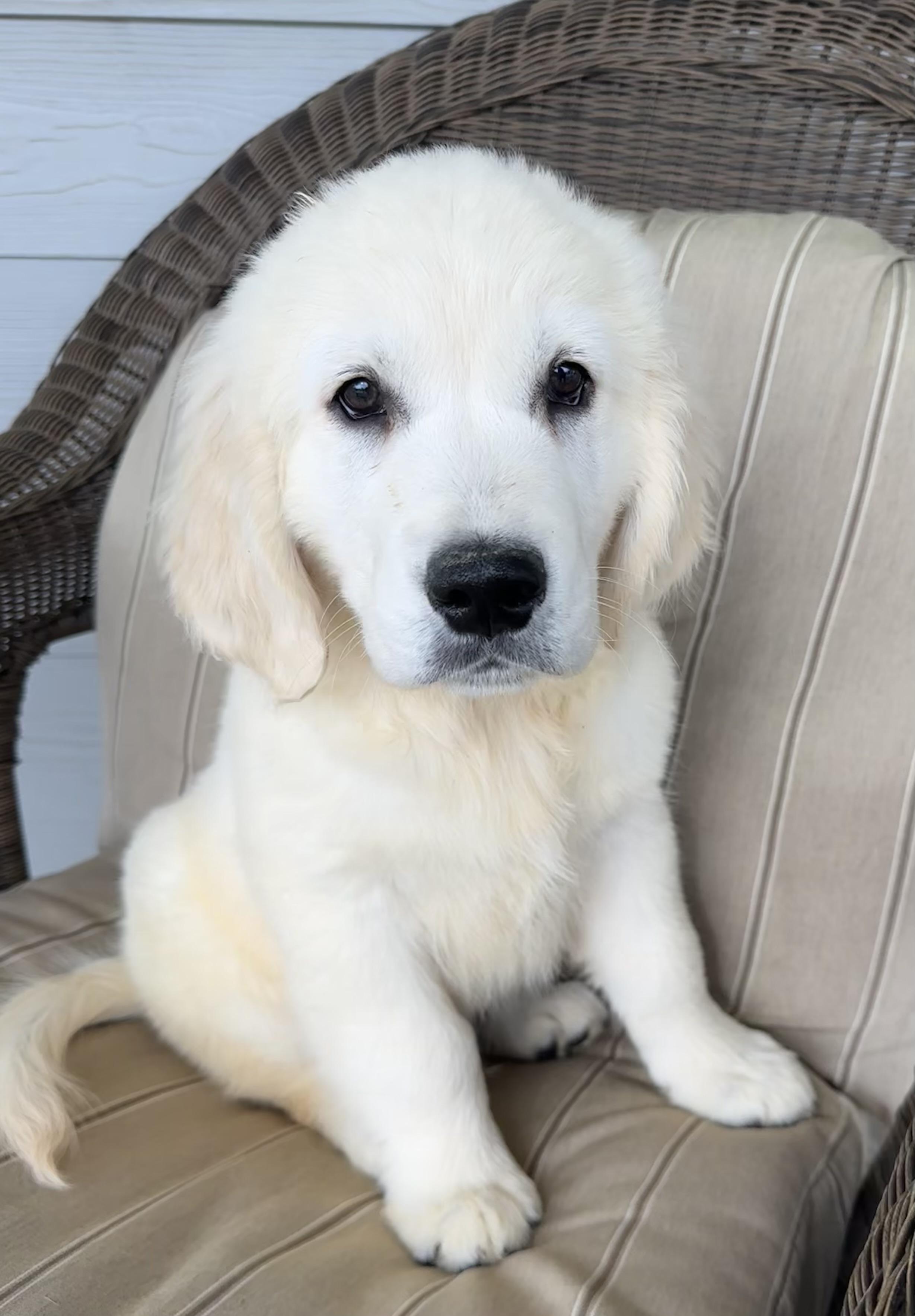 Enlarge River, an adopted mixed breed in Lawrenceville, GA image 1/3