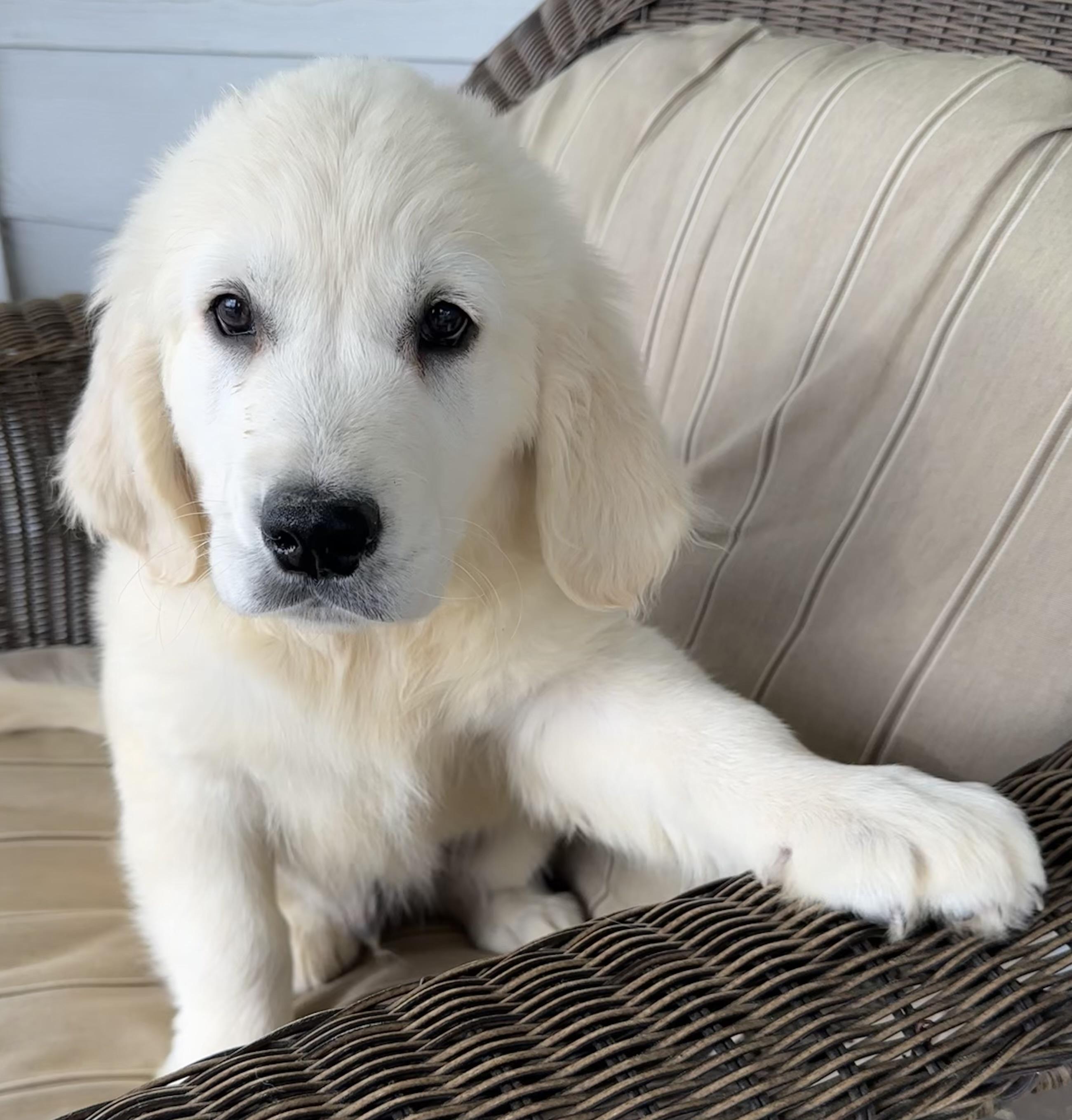 Enlarge River, an adopted mixed breed in Lawrenceville, GA image 3/3