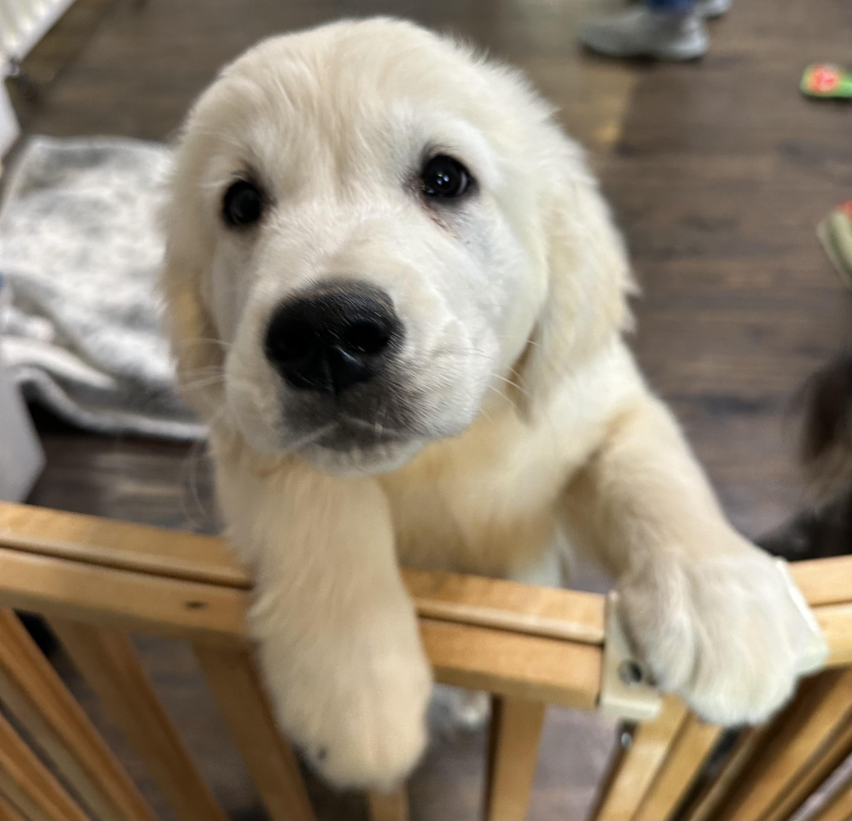 Enlarge River, an adopted mixed breed in Lawrenceville, GA image 2/3