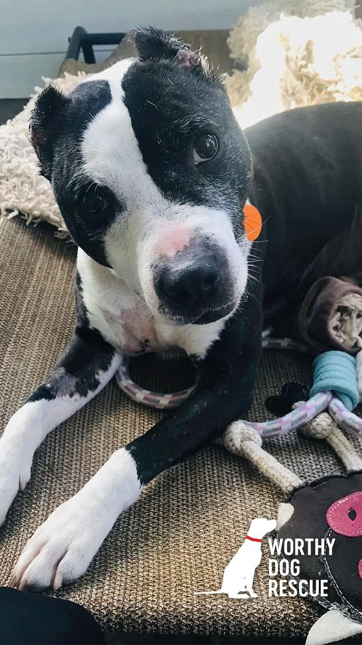 Trevor, Adoptable, Adult Male American Staffordshire Terrier.