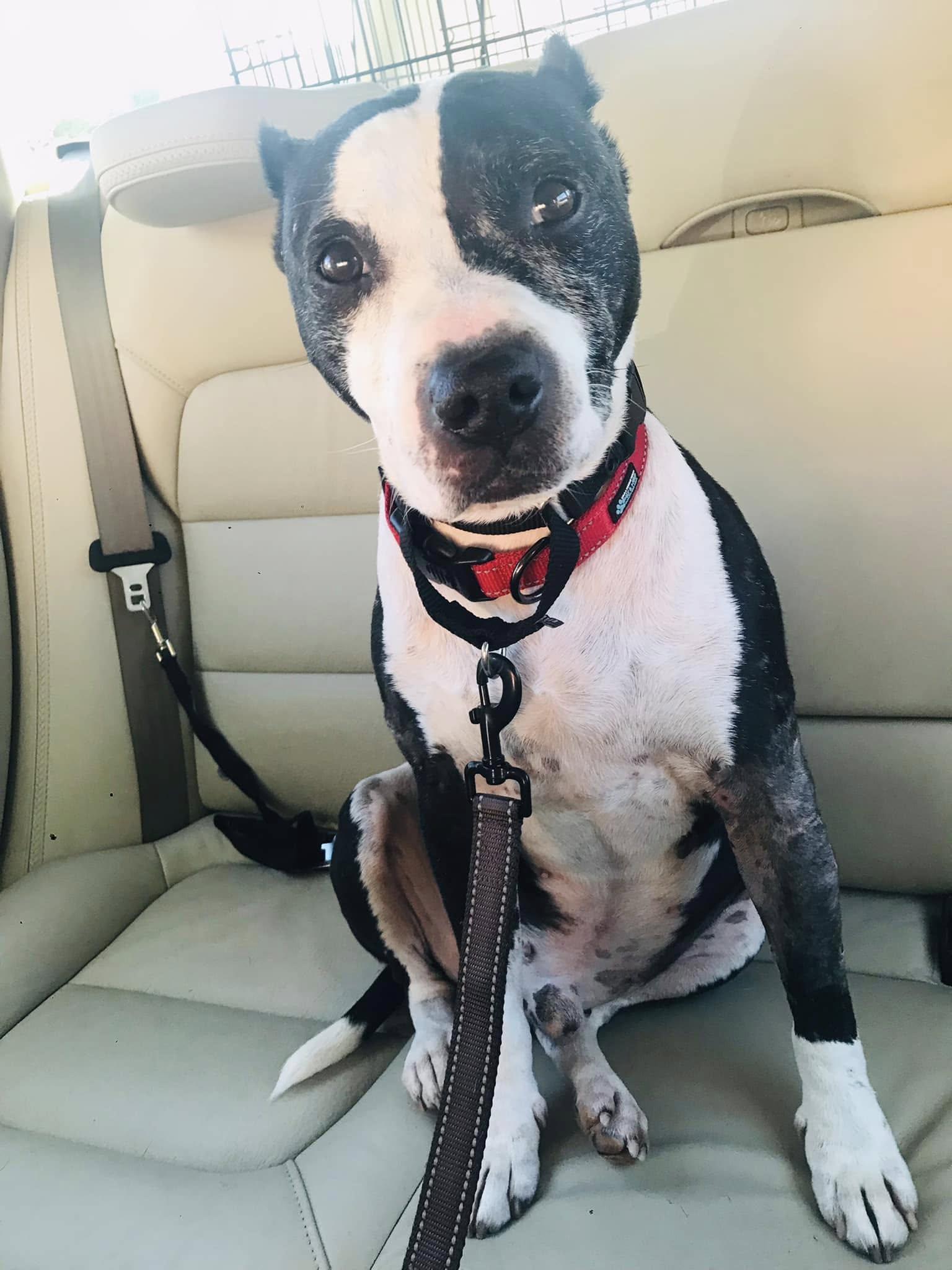 Trevor, Adoptable, Adult Male American Staffordshire Terrier.