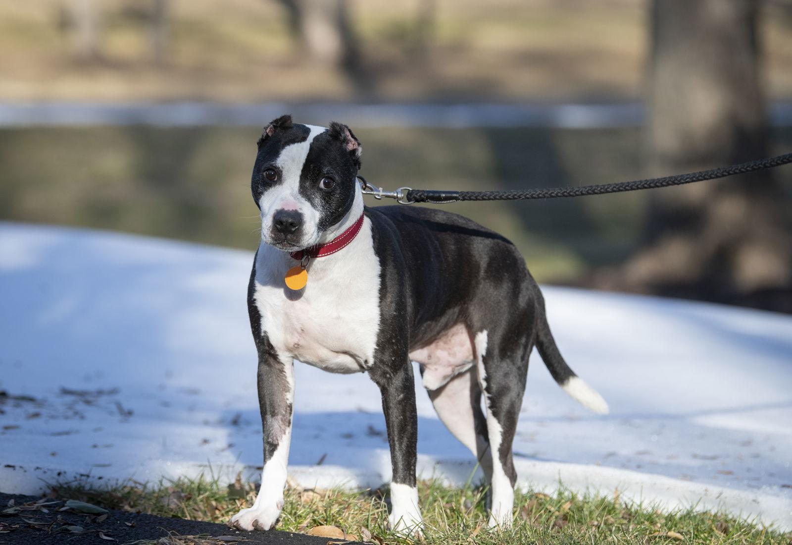 Enlarge Trevor, a Adoptable American Staffordshire Terrier in Arlington, VA image 2/3
