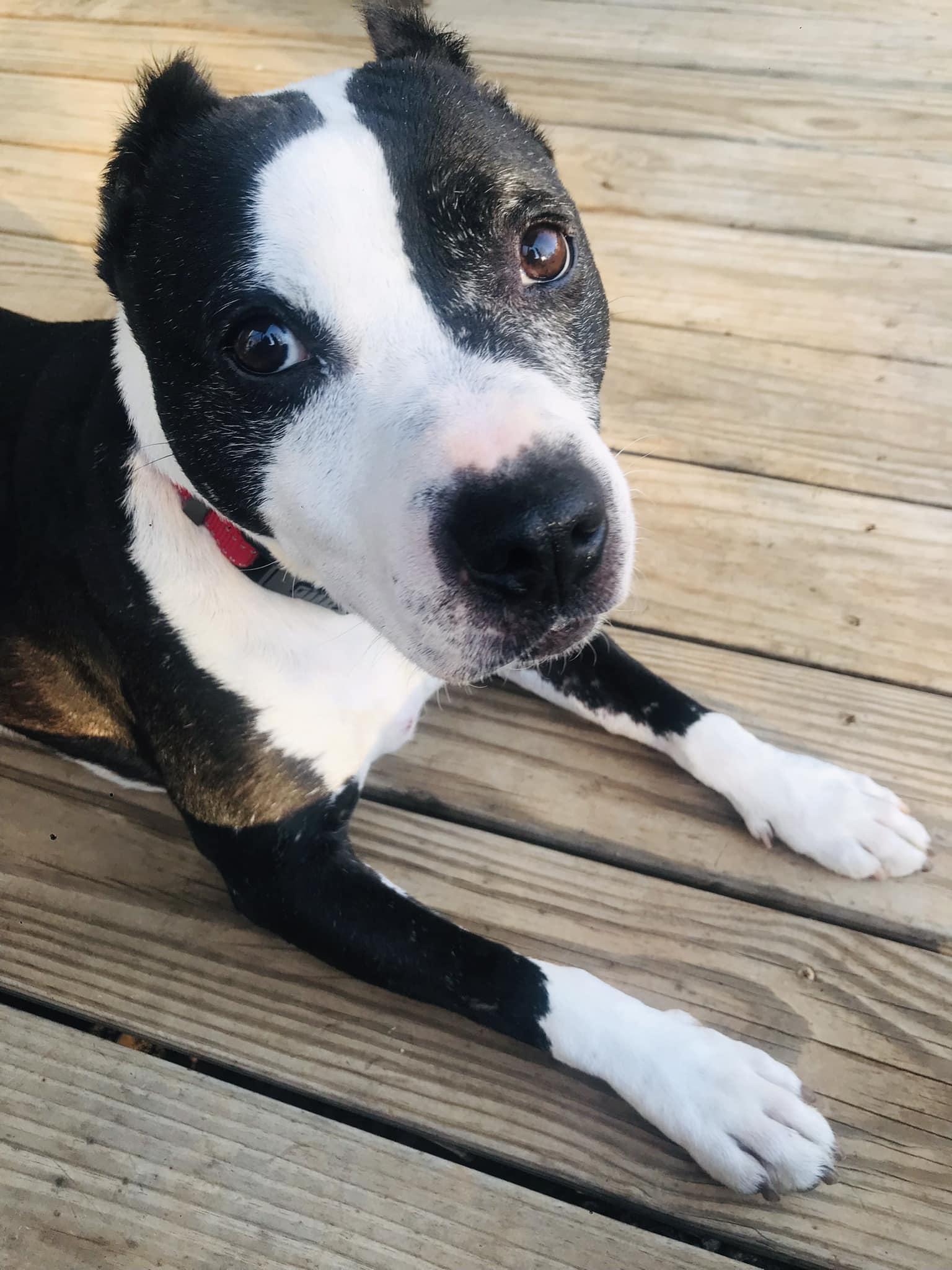 Enlarge Trevor, a Adoptable American Staffordshire Terrier in Arlington, VA image 3/3
