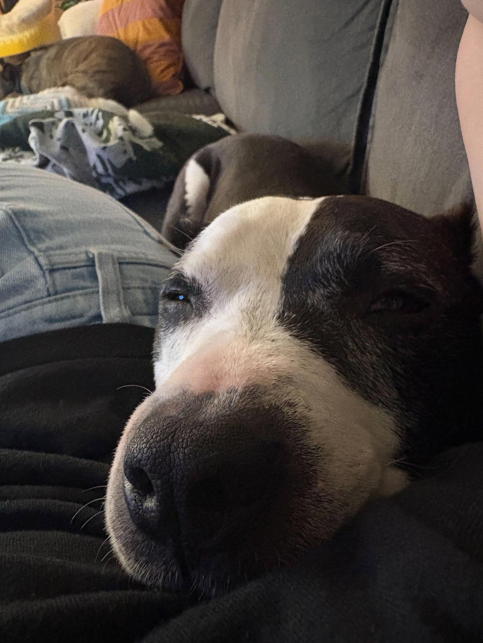 Enlarge Trevor, a Adoptable American Staffordshire Terrier in Arlington, VA image 3/3
