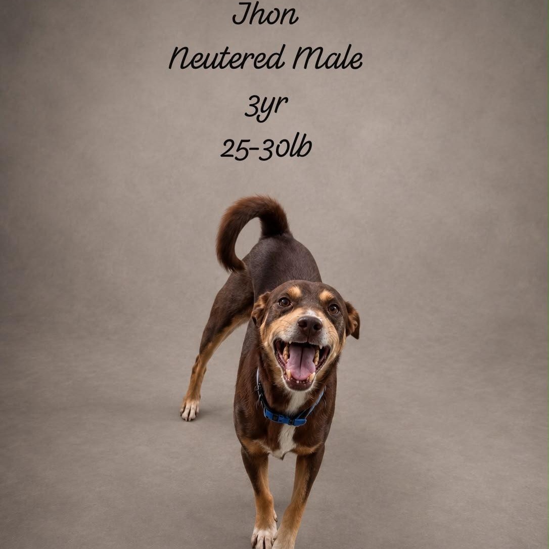 Enlarge JHON (out of town), a Adoptable mixed breed in New York, NY image 1/1