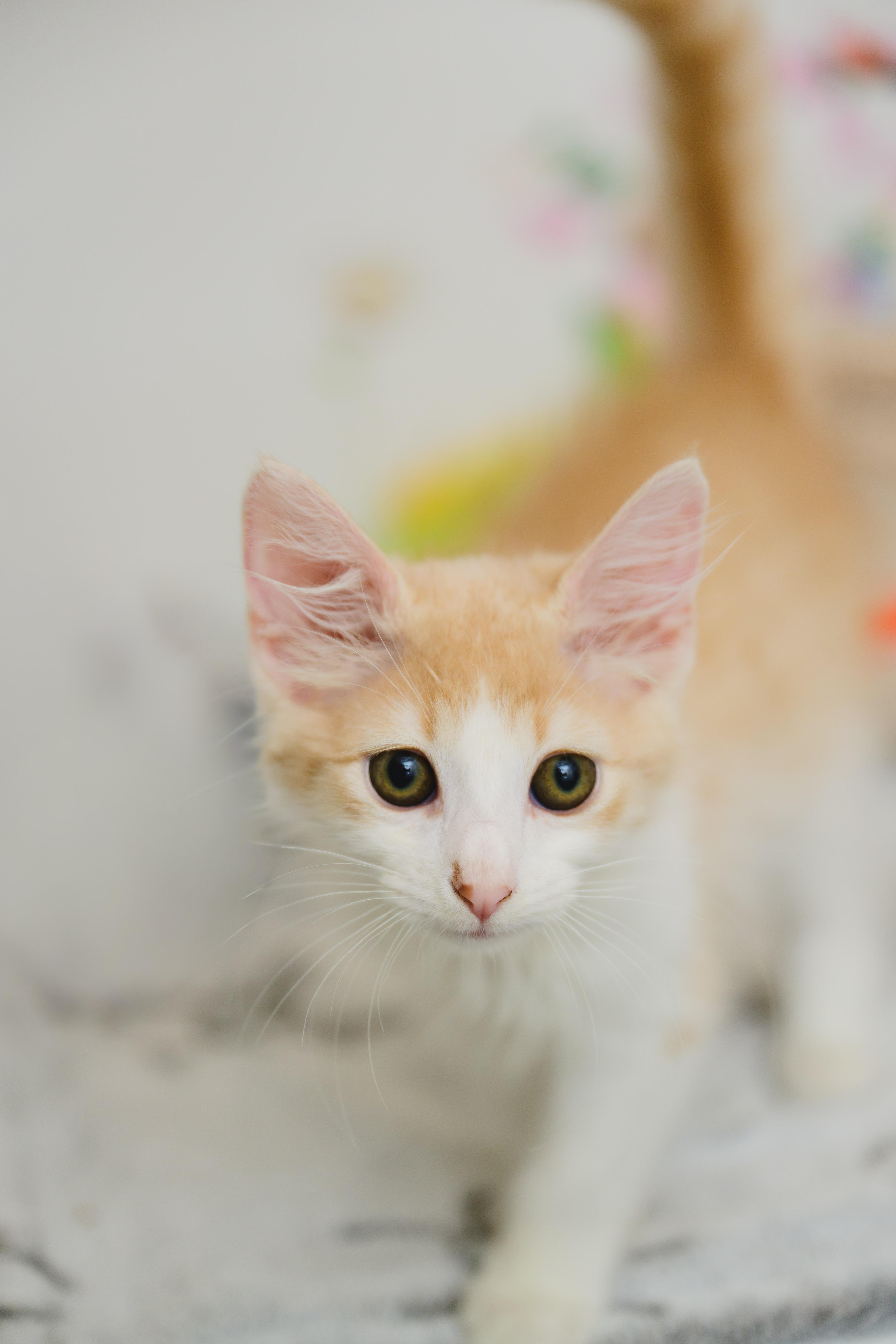 Butterfinger, Adopted, Young Male Domestic Medium Hair.