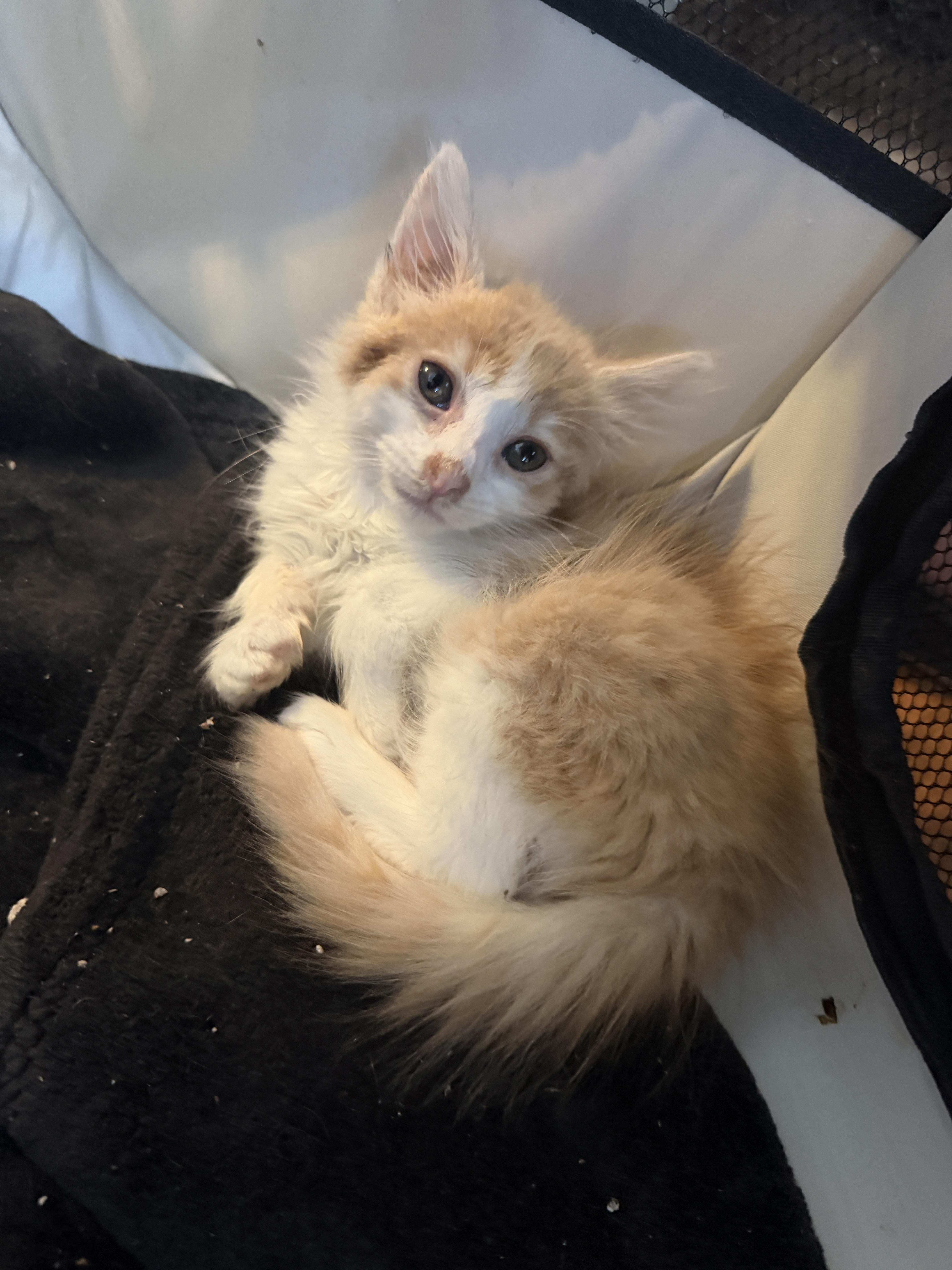 Butterfinger, a Adopted Domestic Medium Hair in Honolulu, HI image 2/3