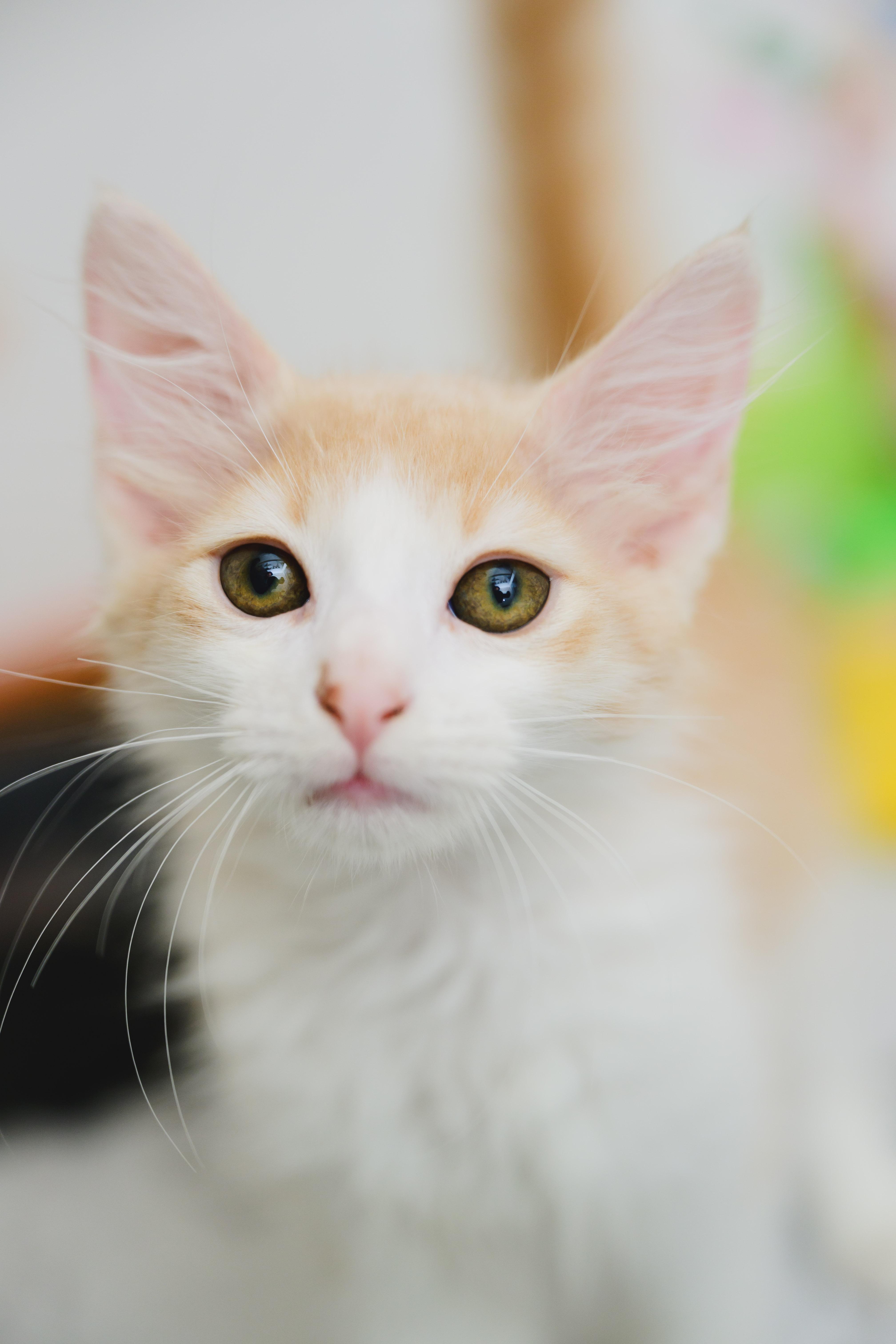 Butterfinger, a Adopted Domestic Medium Hair in Honolulu, HI image 3/3